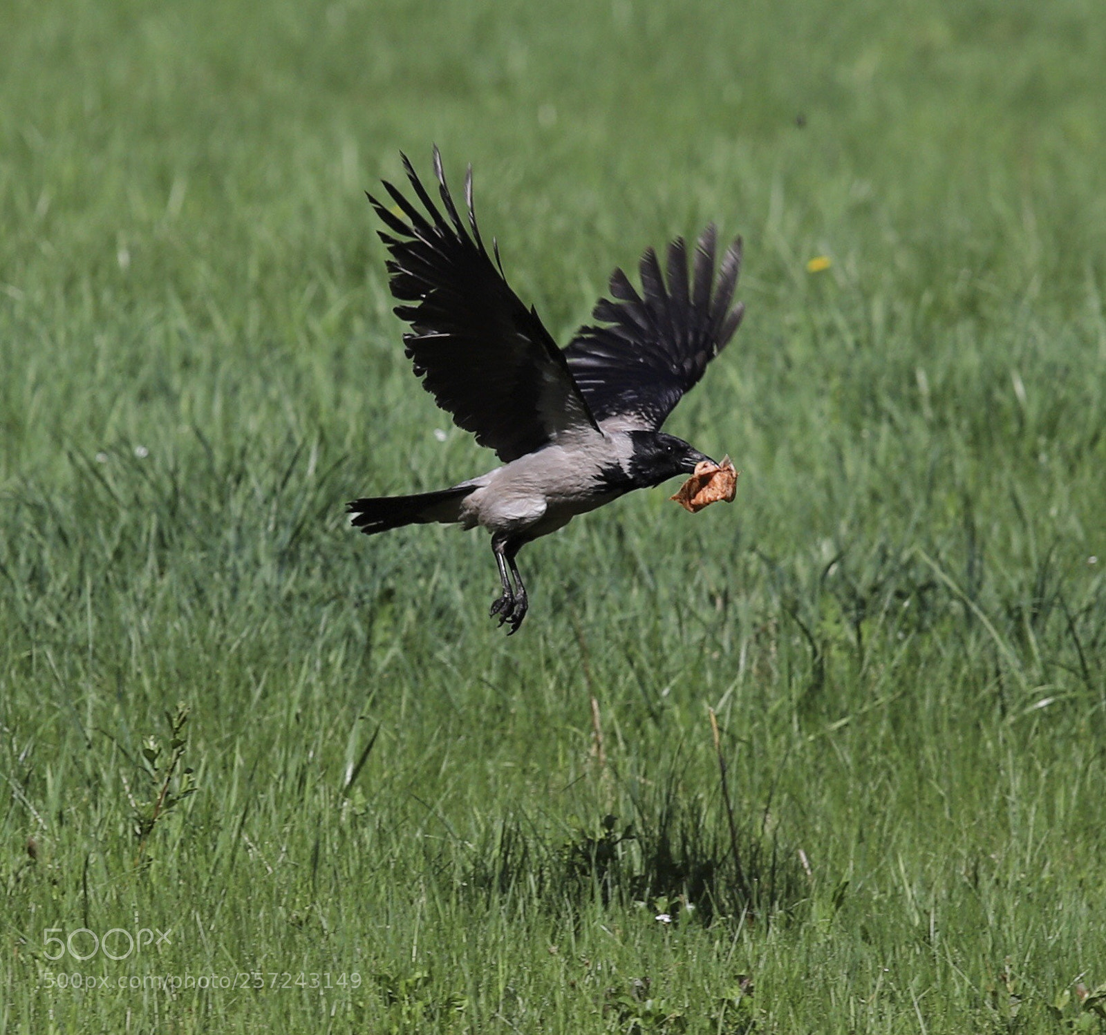 Canon EOS 6D Mark II sample photo. Happy crow
 photography