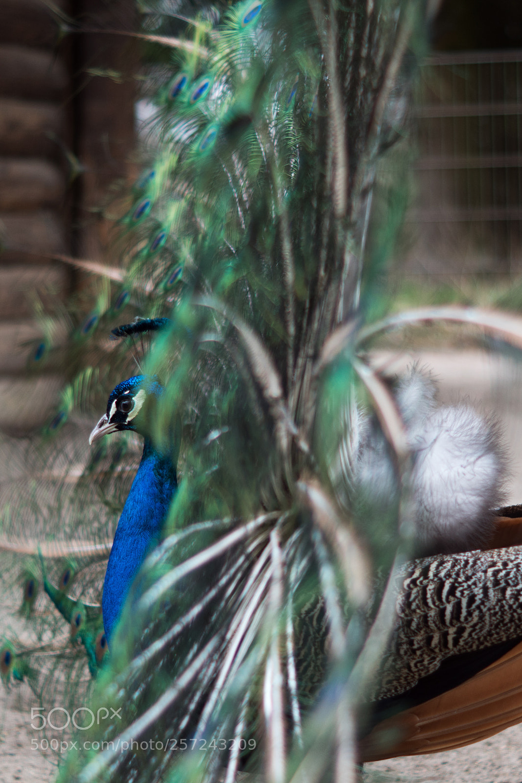 Sony SLT-A68 sample photo. Peacock - wildpark l photography