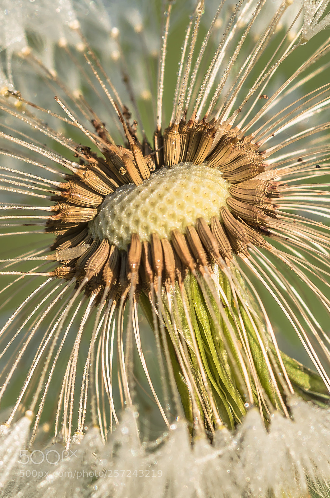 Nikon D750 sample photo. Dandelion detail in the photography