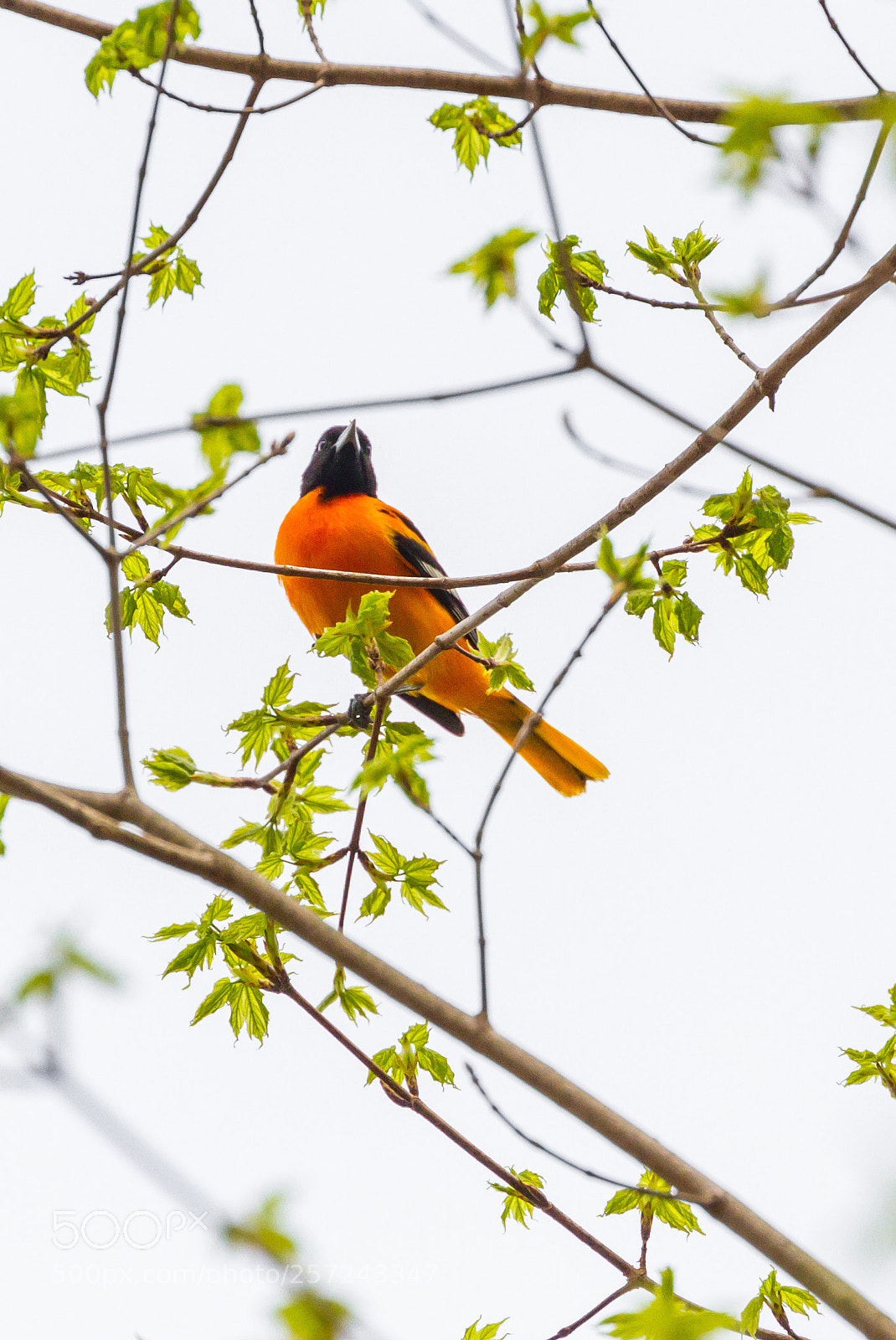 Canon EOS 7D sample photo. Oriole on alert photography