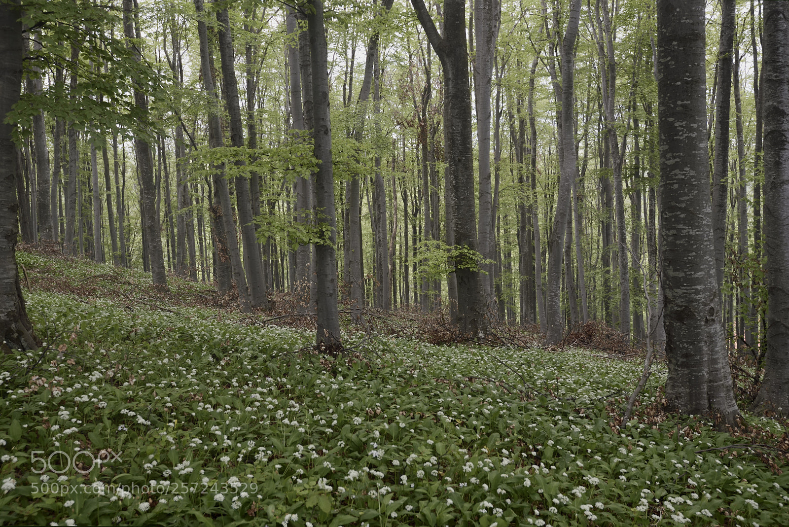 Nikon D750 sample photo. Vrachanski balkan nature park photography