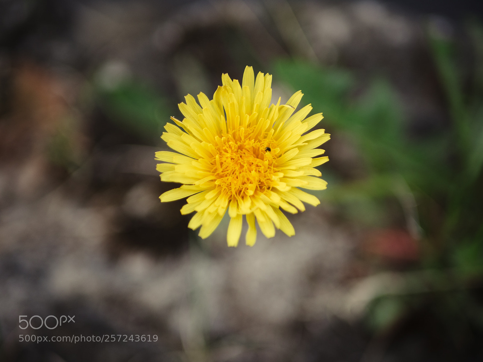 Olympus OM-D E-M10 II sample photo. Dandelion photography