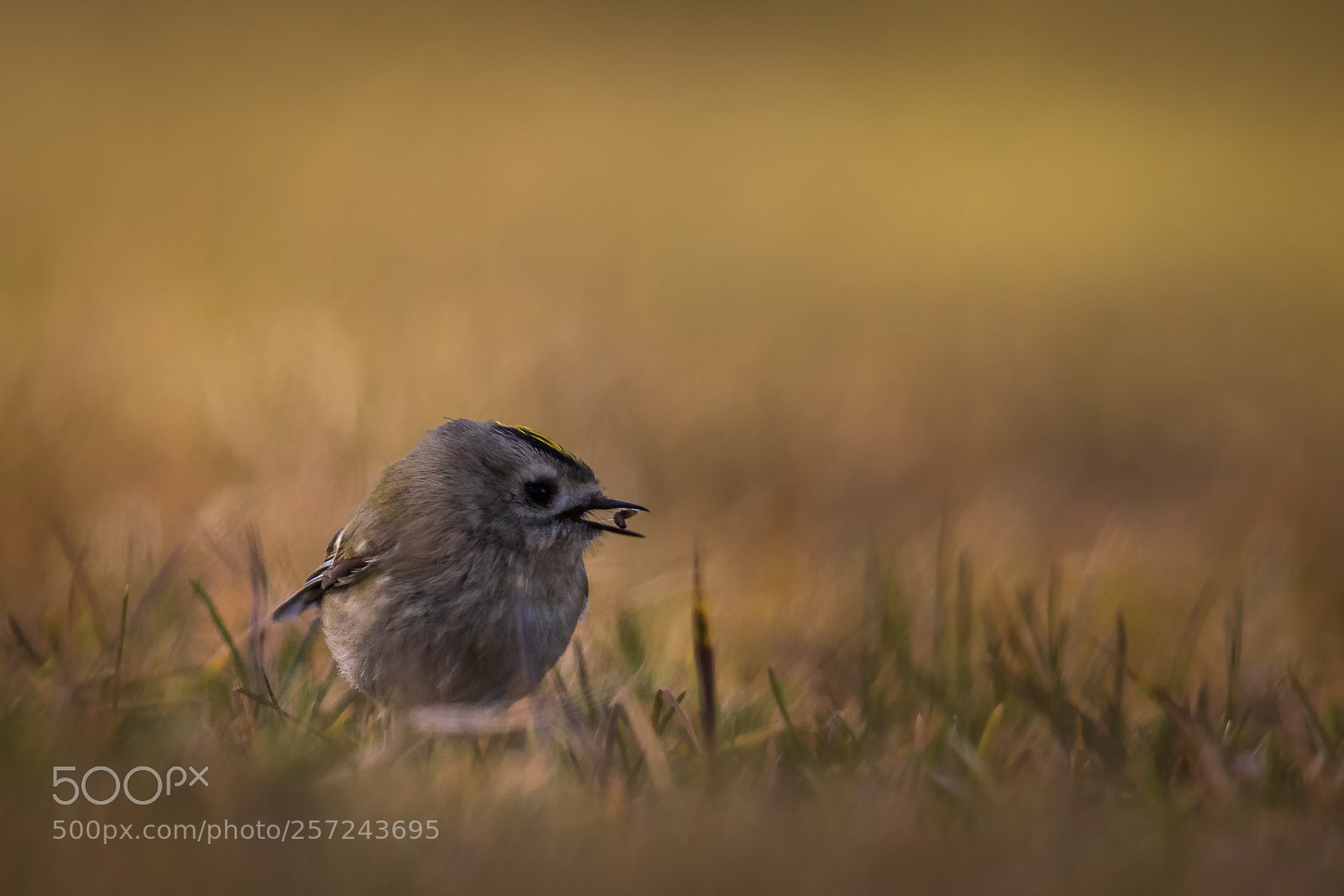 Canon EOS 5D Mark IV sample photo. The little goldcrest finds photography