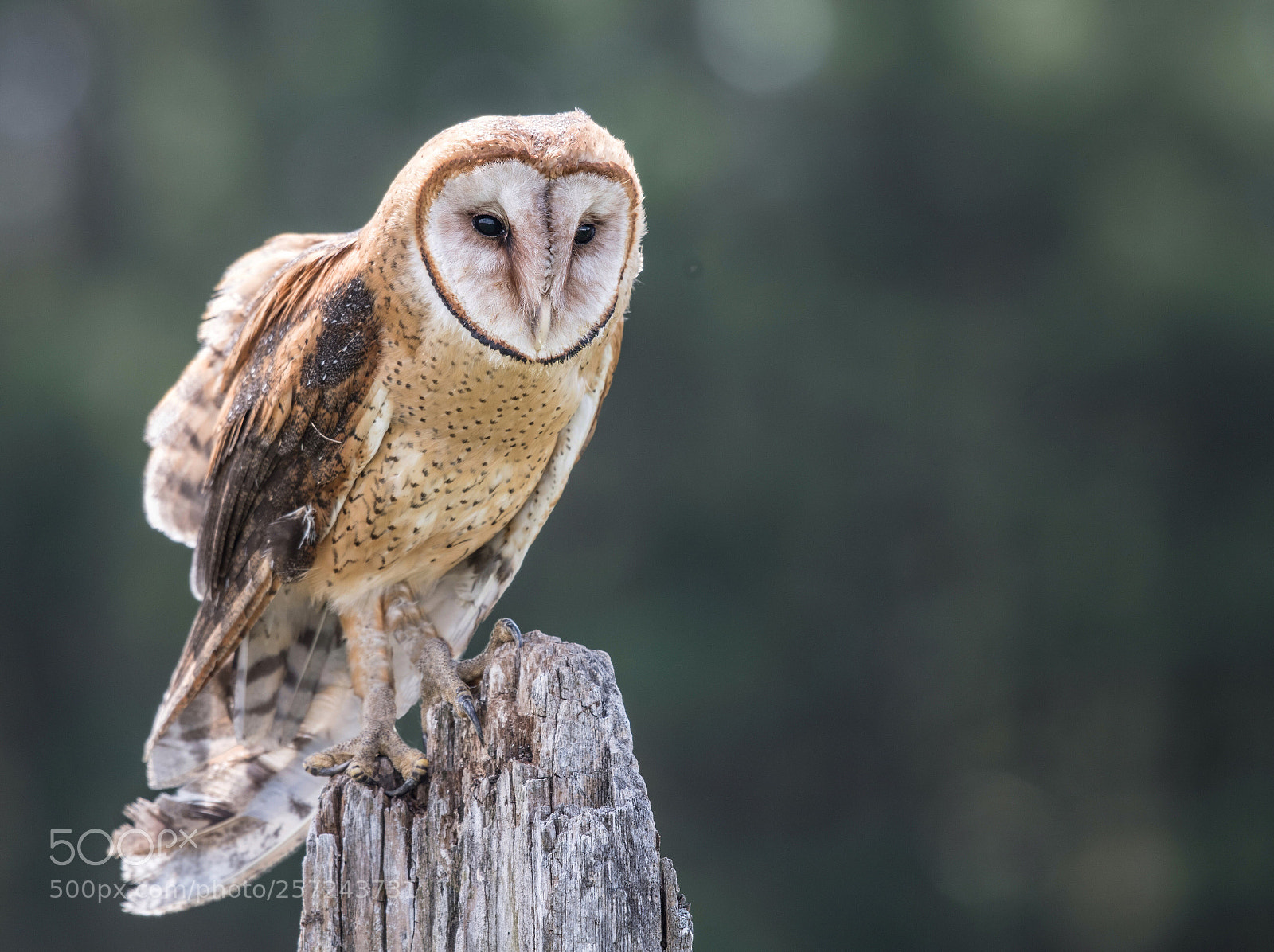 Nikon D850 sample photo. Barn owl photography