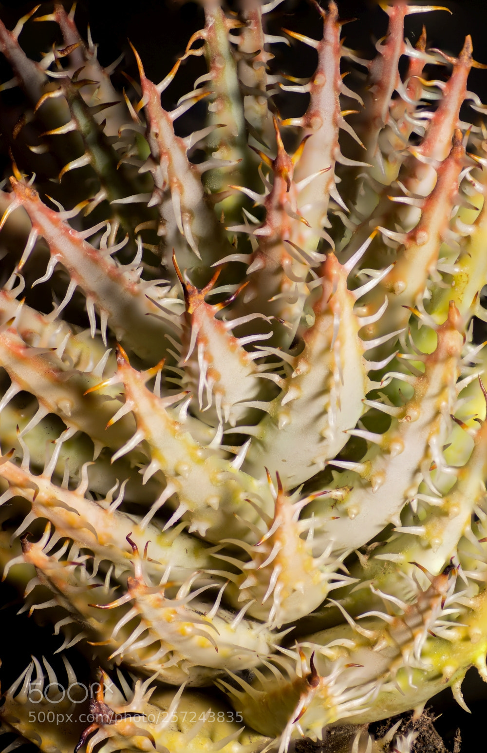 Sony SLT-A58 sample photo. Aloe erinacea photography