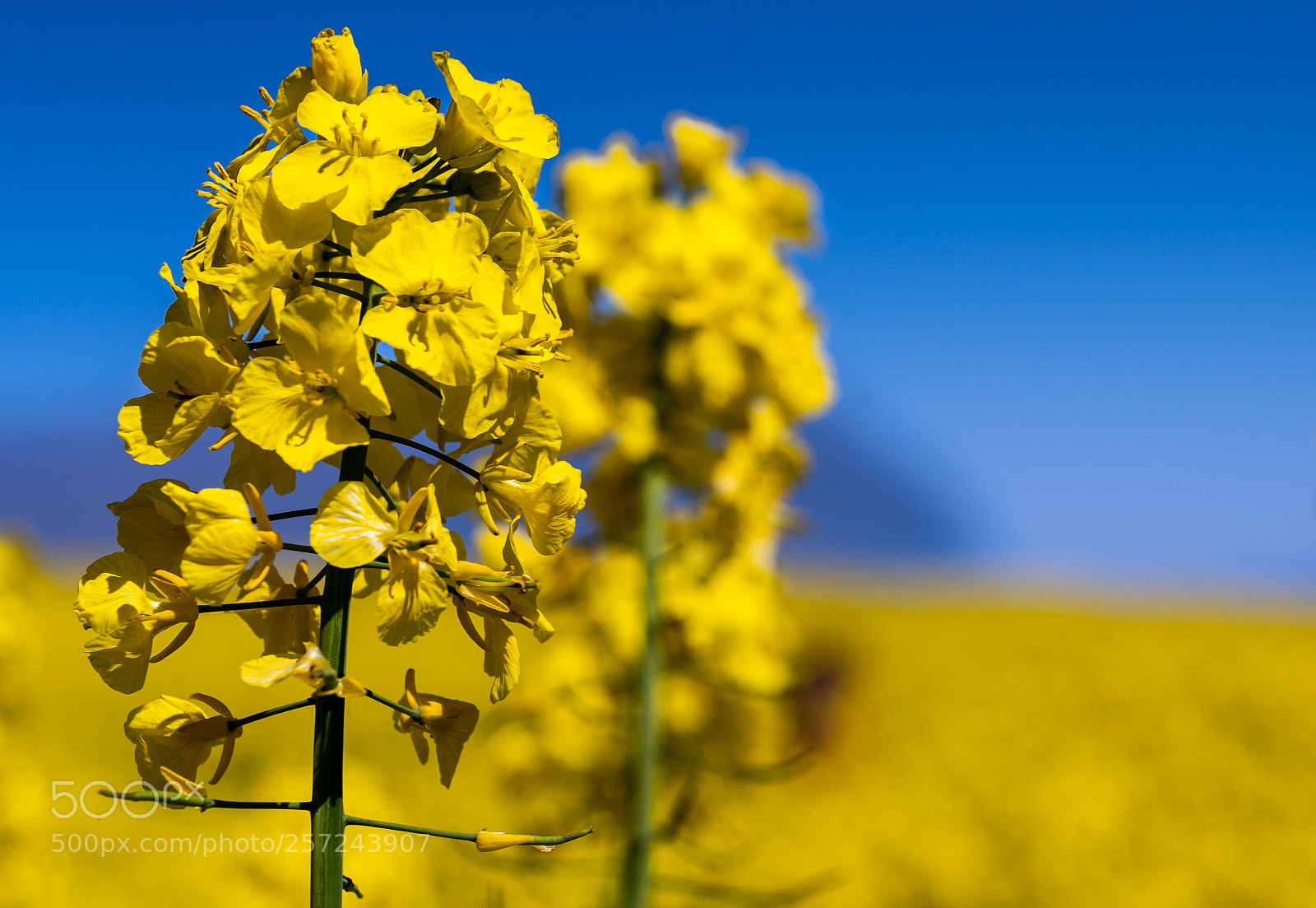 Sony a7 III sample photo. Raoeseed bloom photography