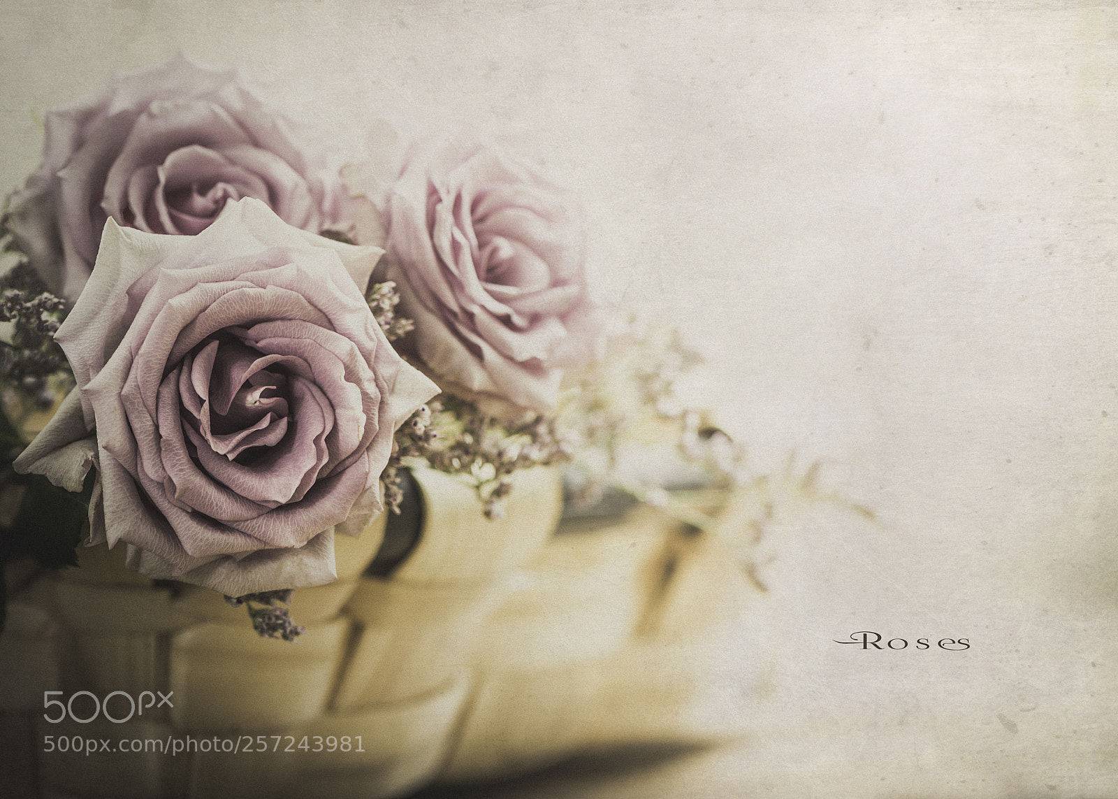Nikon D600 sample photo. Roses photography