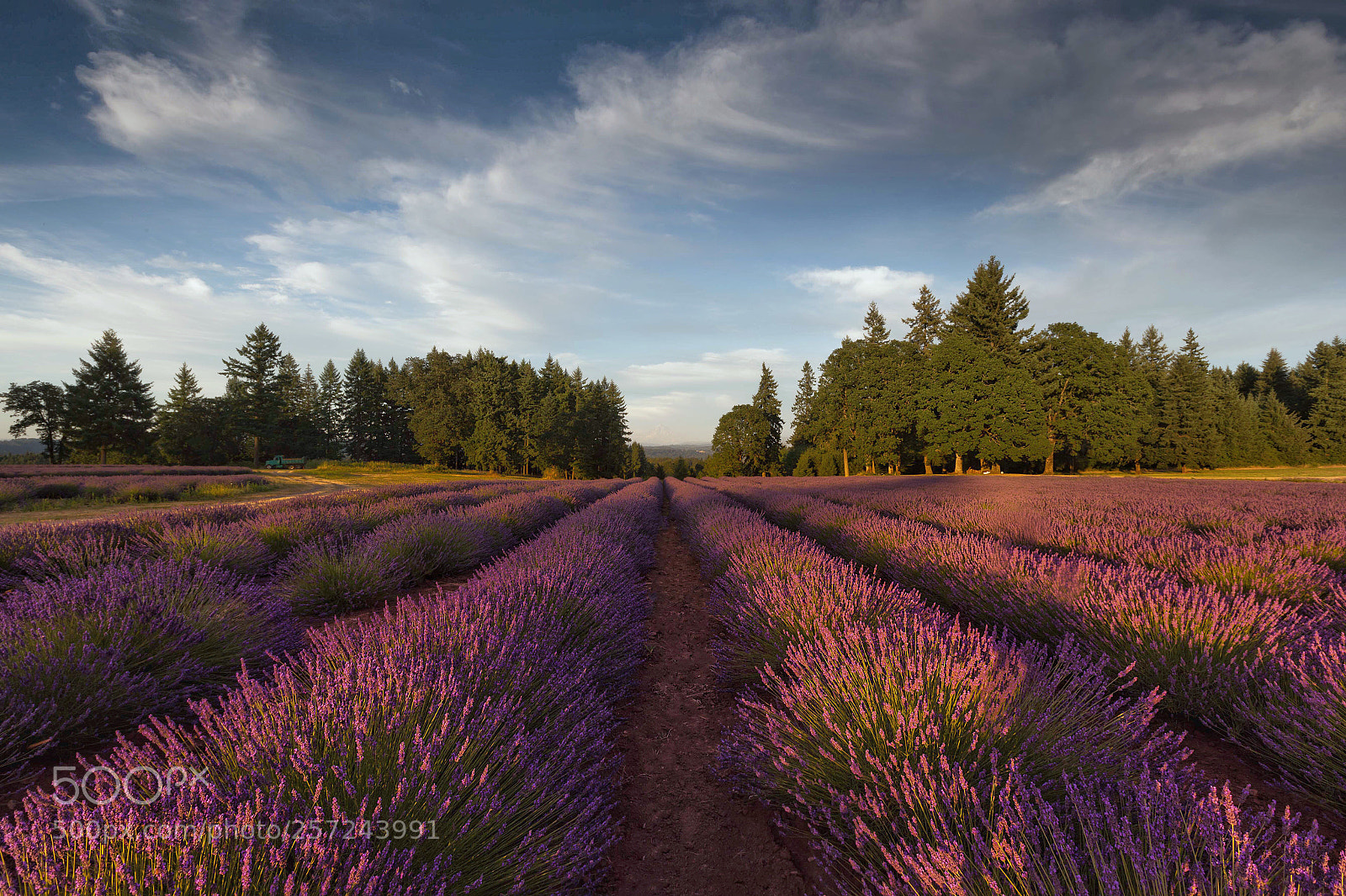 Canon EOS 6D sample photo. Lavender photography