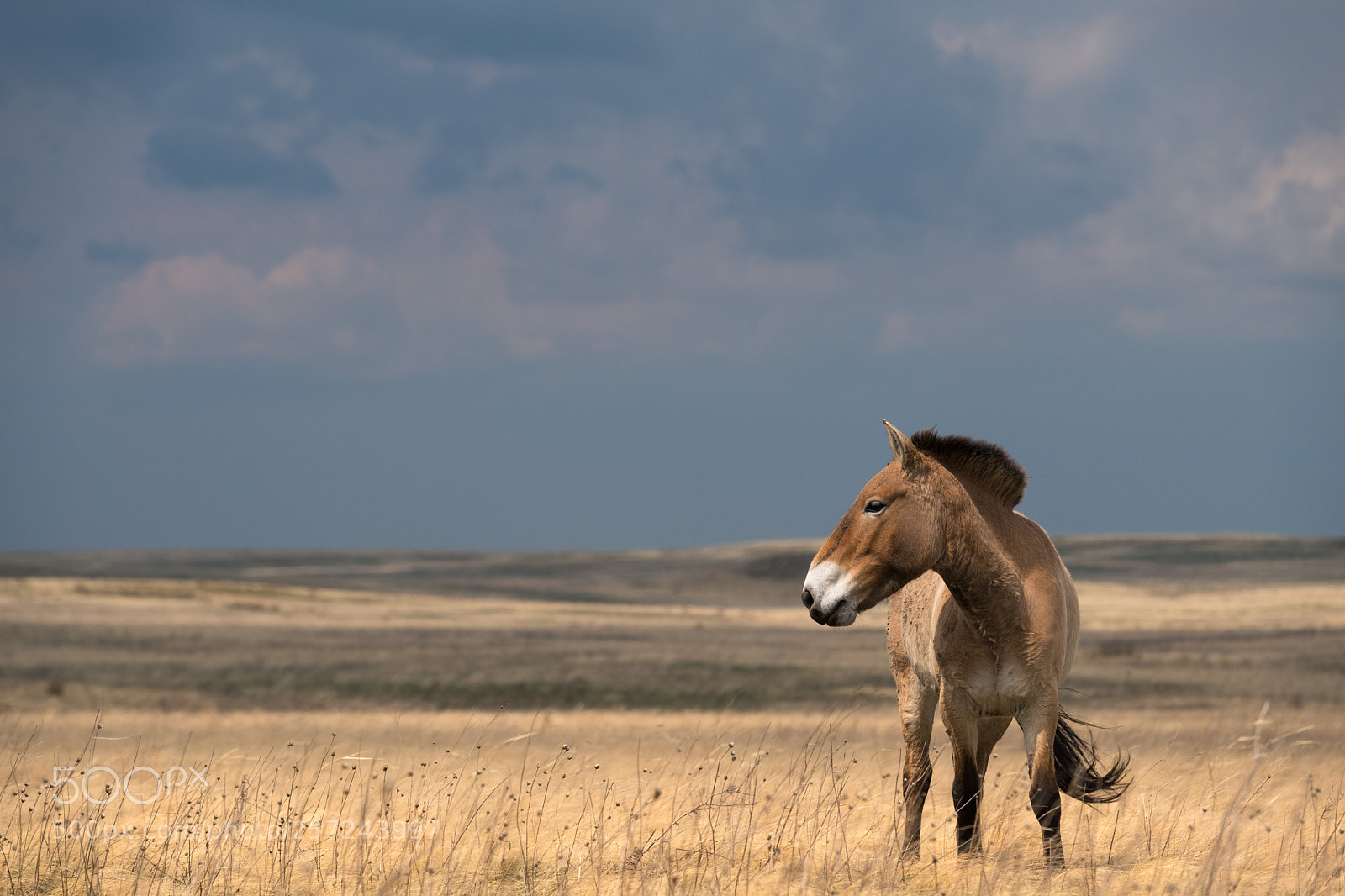 Nikon D850 sample photo. Steppe wild horse photography