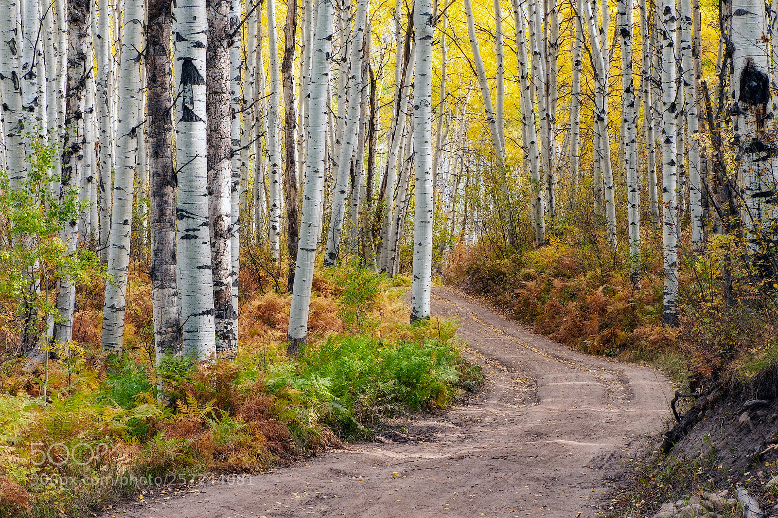 Nikon D700 sample photo. Gunnison national forest photography