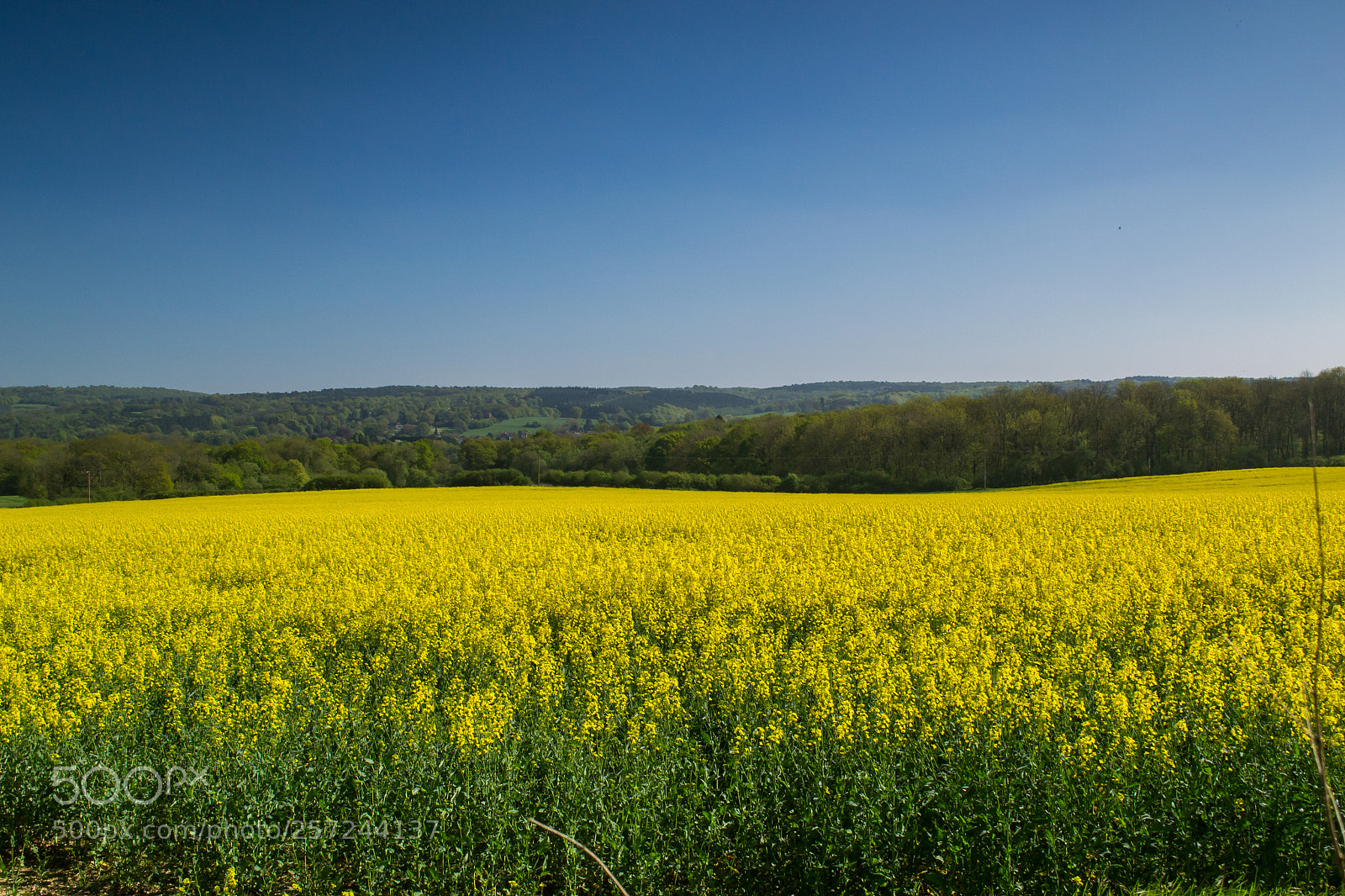 Nikon D3100 sample photo. Betsoms farm photography