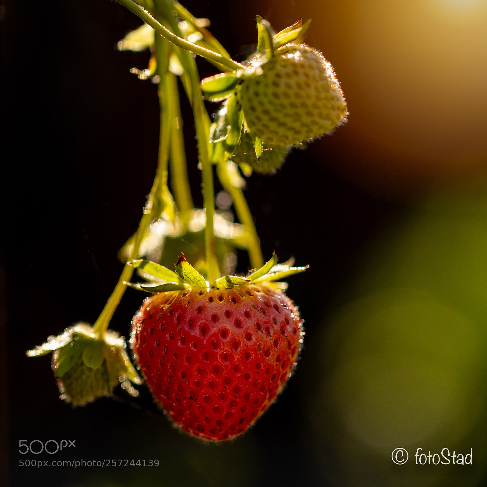 Canon EOS 6D Mark II sample photo. Ready to eat!! photography