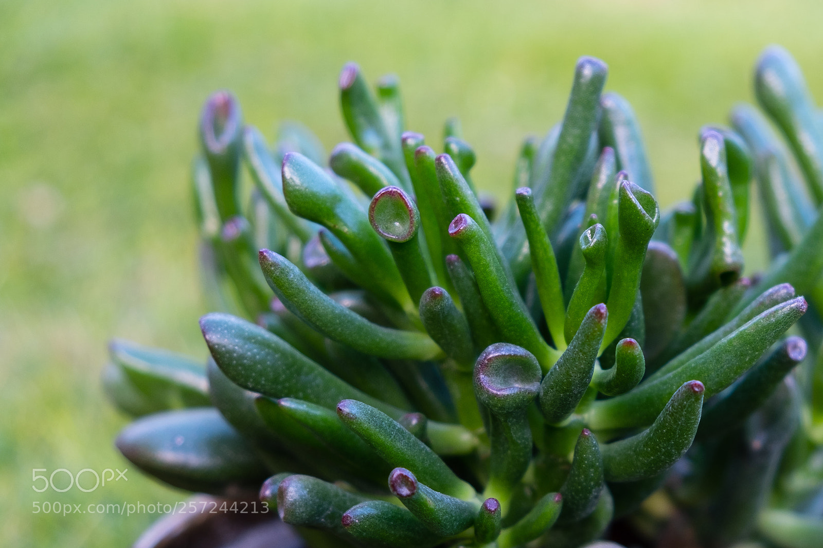 Fujifilm X-E3 sample photo. Succulent photography