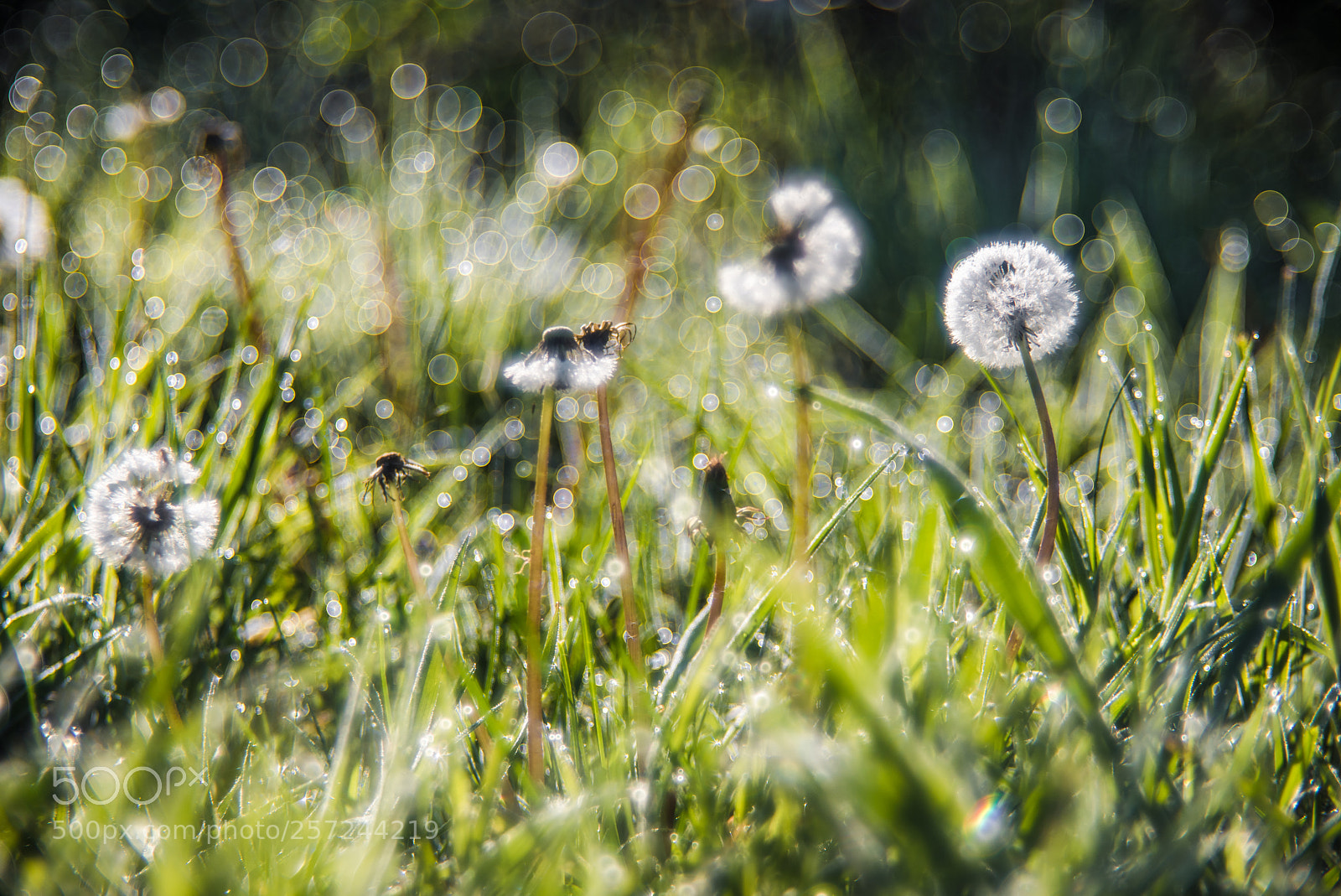 Nikon D750 sample photo. Bubbles and flowers photography