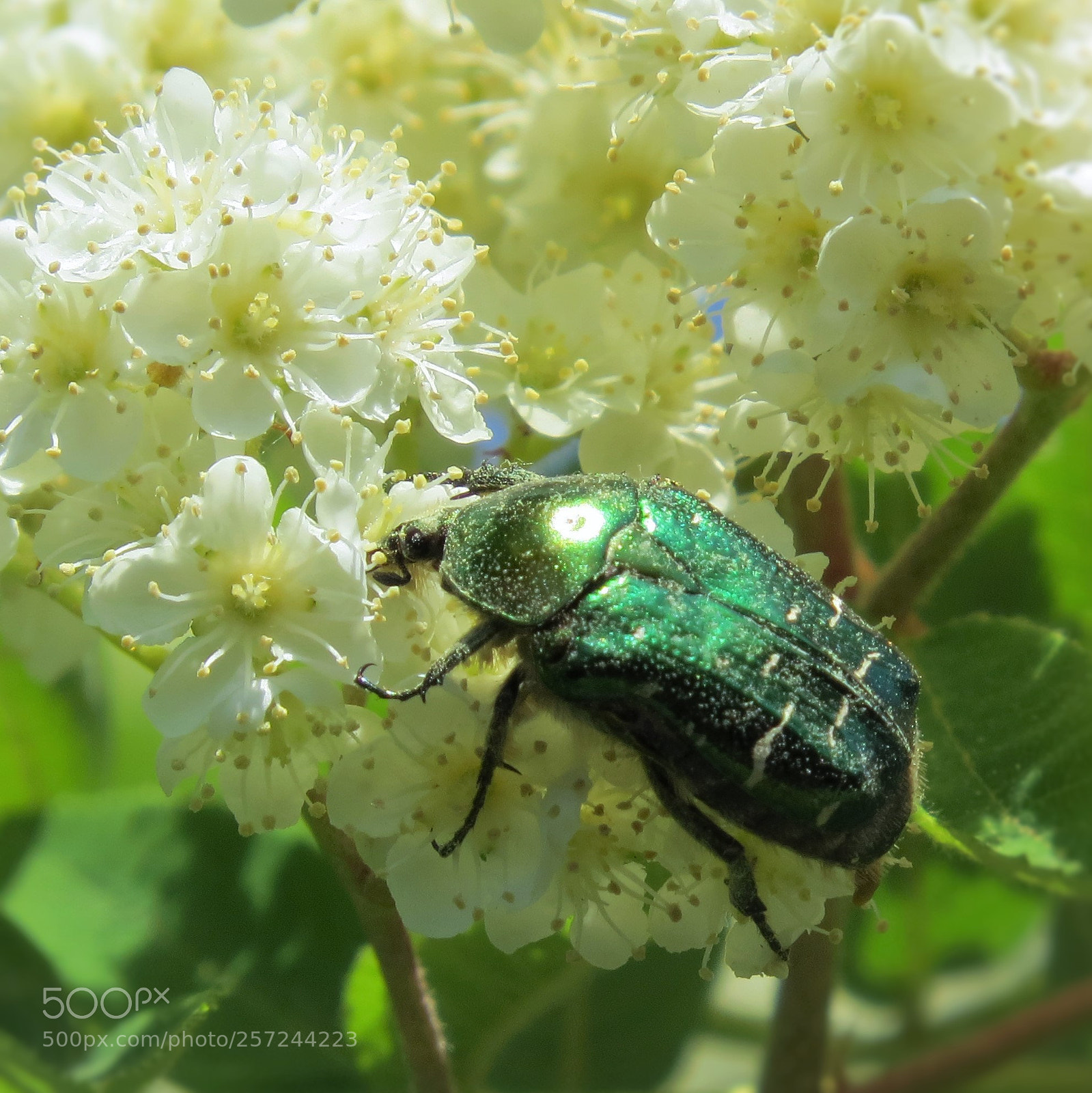 Canon PowerShot SX50 HS sample photo. Green beetle on acacia photography