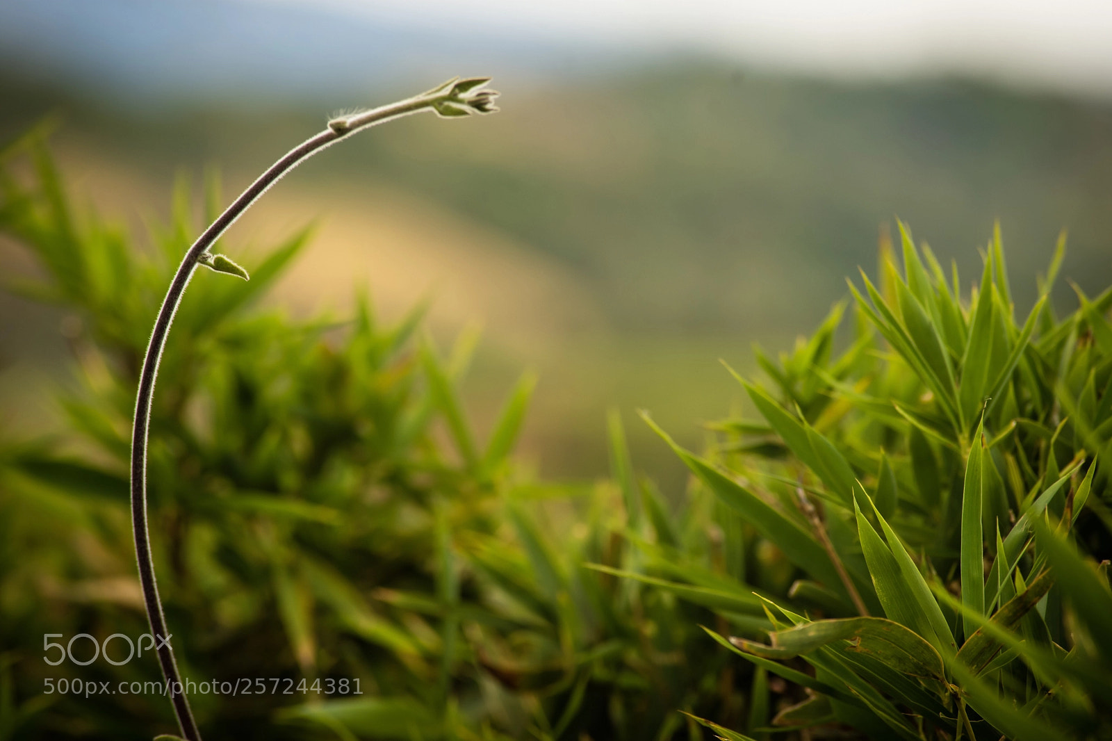 Nikon D7200 sample photo. Untitled photography