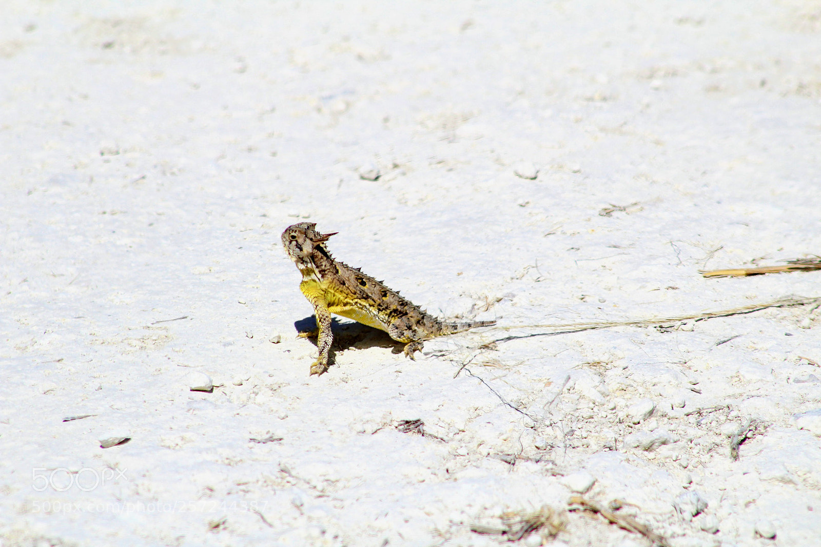 Canon EOS 1300D (EOS Rebel T6 / EOS Kiss X80) sample photo. Horned lizard photography