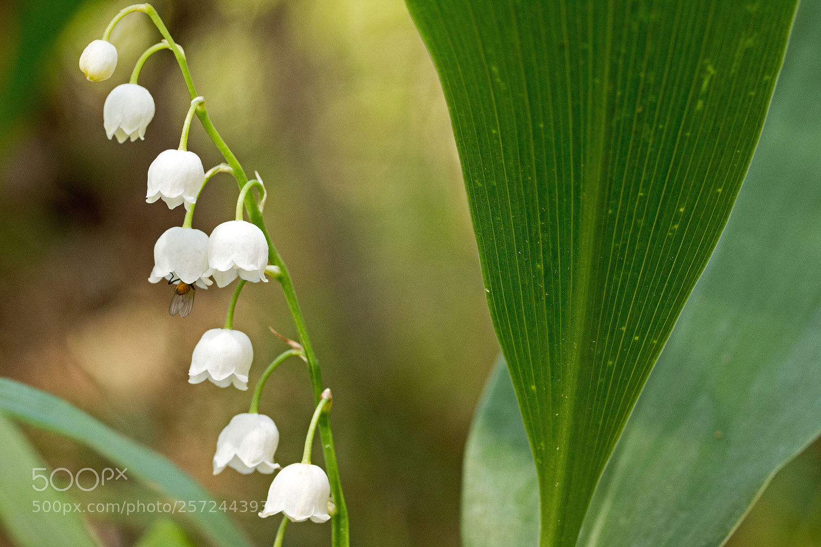 Canon EOS 70D sample photo. Entering the bell photography