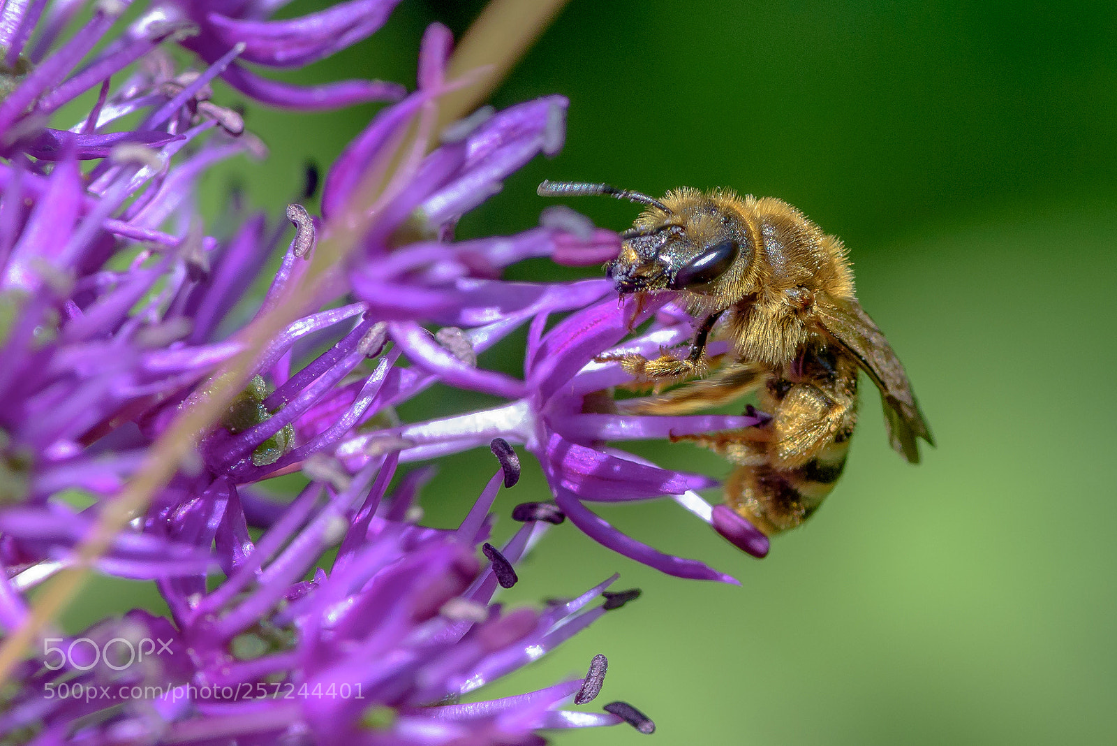 Nikon D750 sample photo. Hungry bee photography