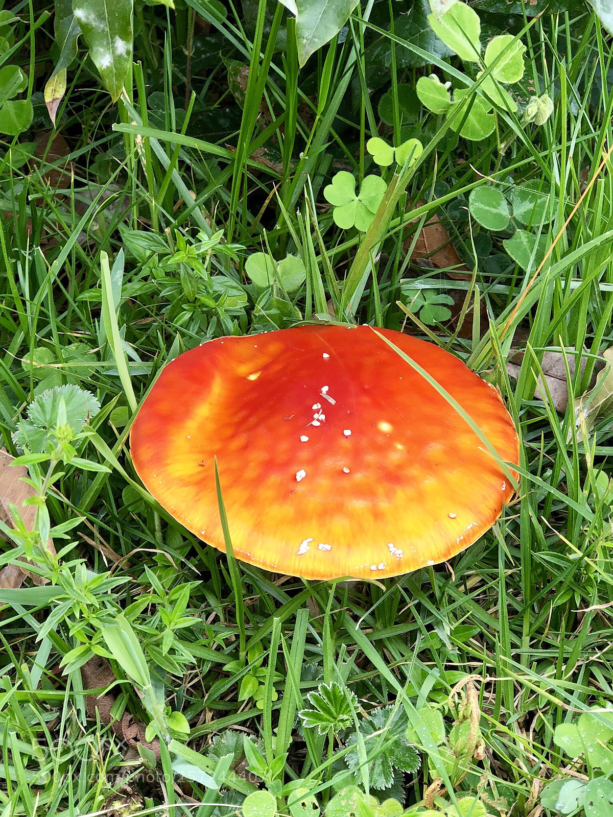 Apple iPhone 8 Plus sample photo. Huge
 fly agaric photography