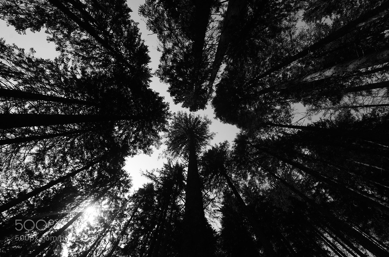 Nikon D7000 sample photo. Looking up photography