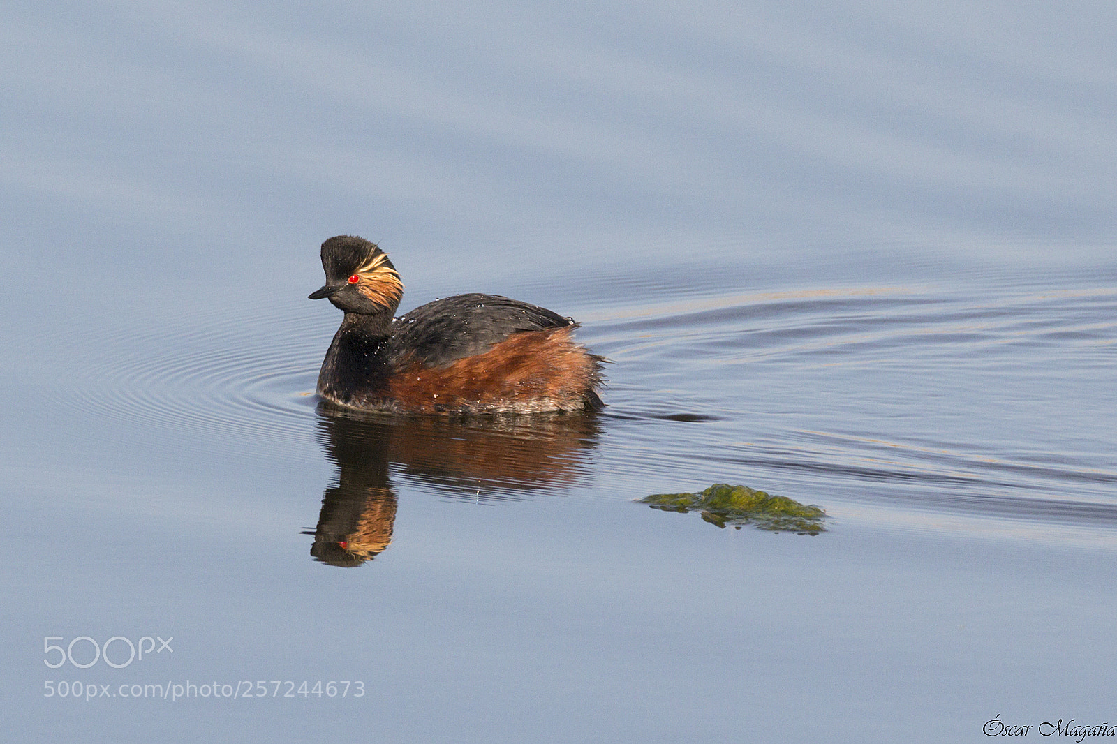 Canon EOS 70D sample photo. Podiceps nigricollis - black photography