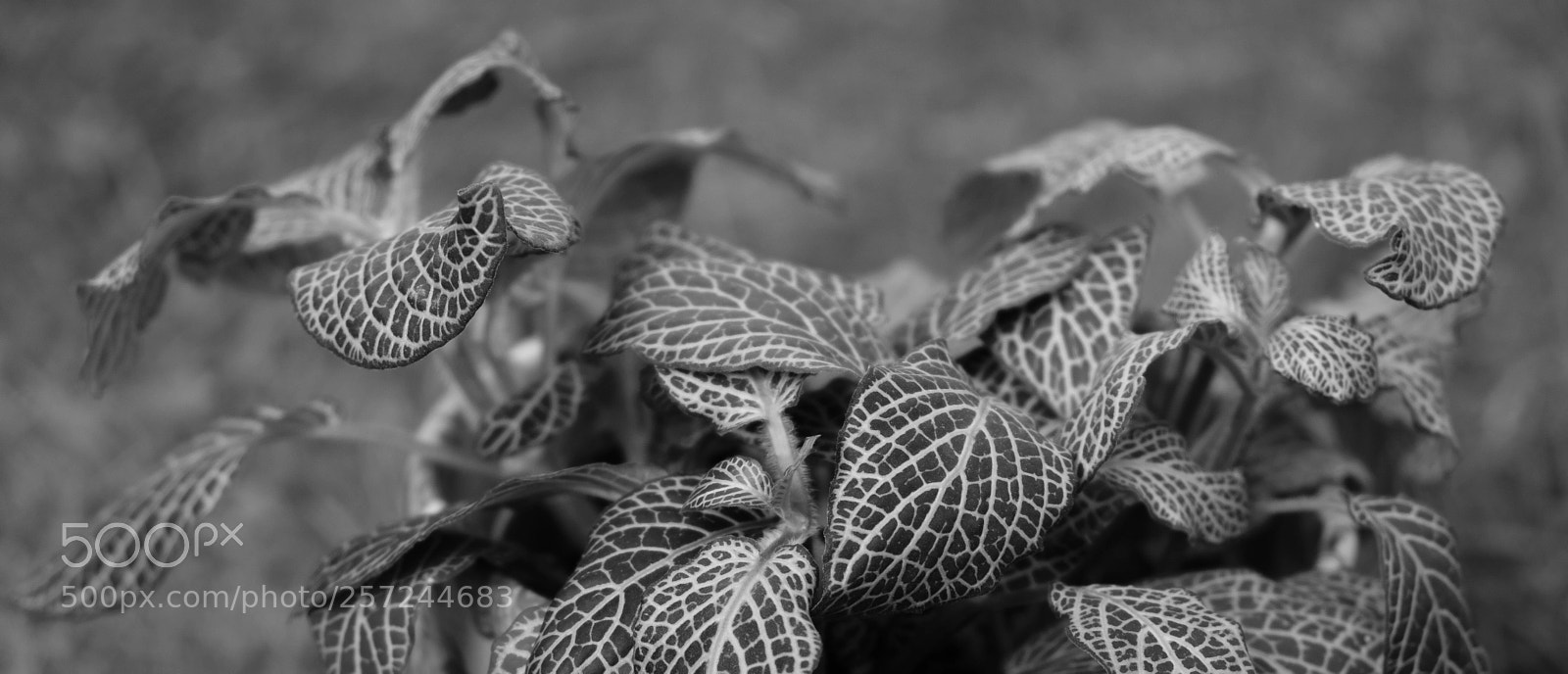 Fujifilm X-E3 sample photo. Black & white fittonia photography