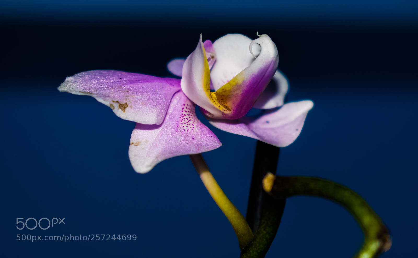 Nikon D3300 sample photo. Orchid photography
