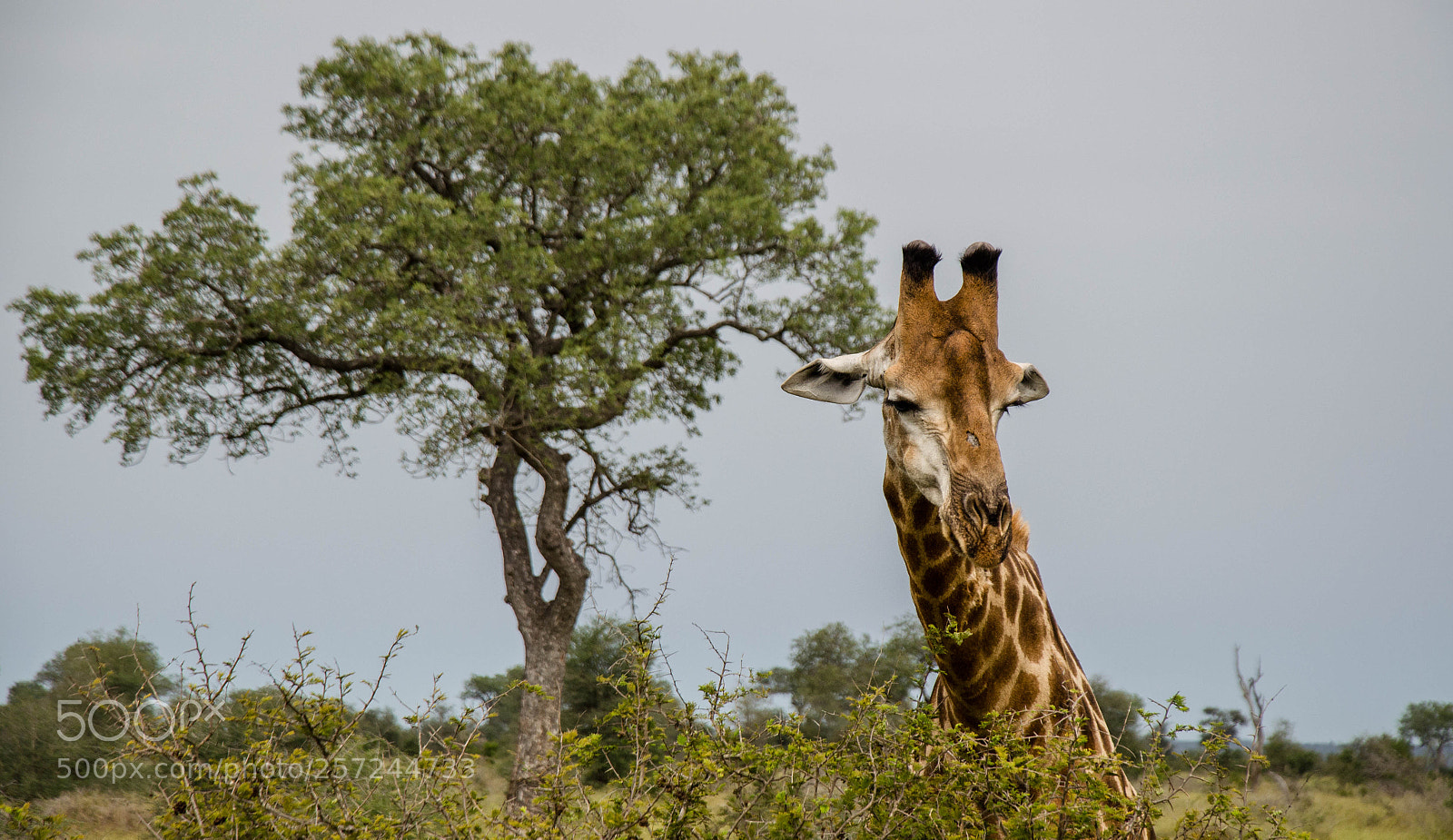 Nikon D5100 sample photo. Giraffe i photography