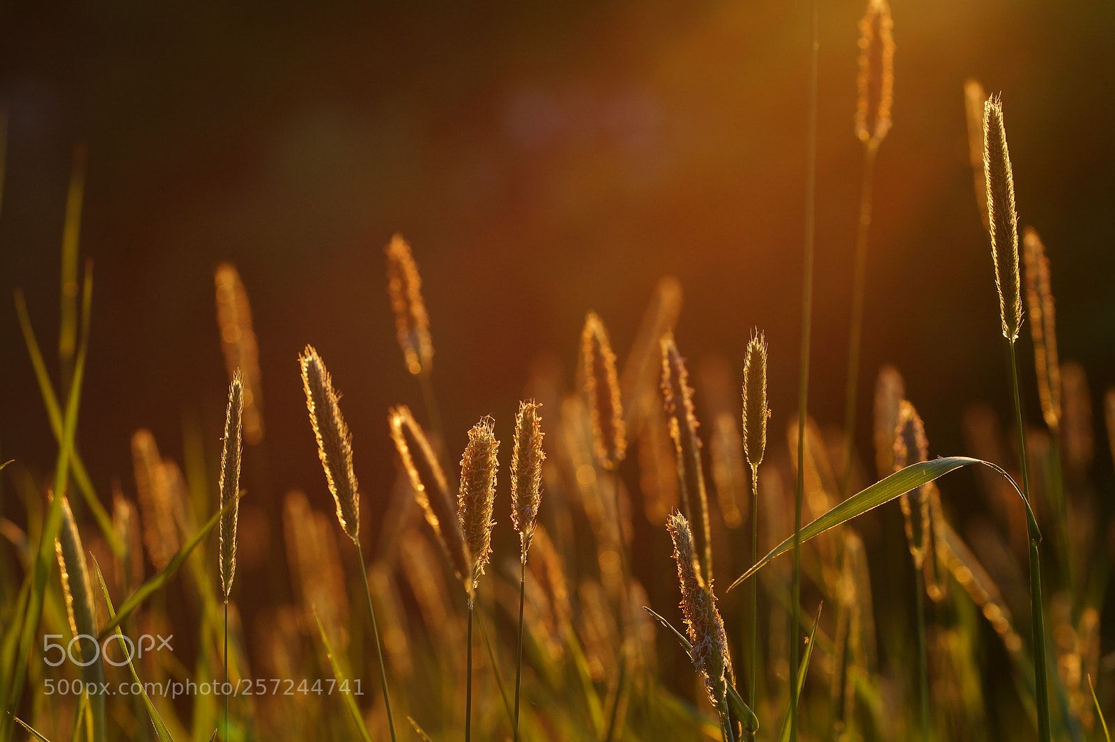 Sony SLT-A58 sample photo. Abendstimmung photography