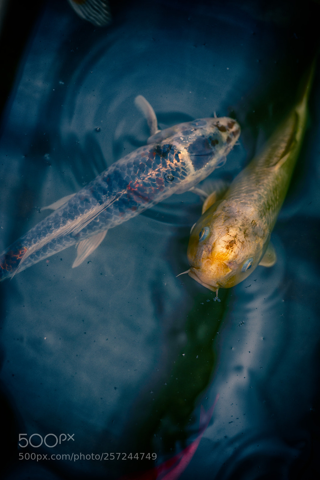 Nikon D810 sample photo. Colored carp photography
