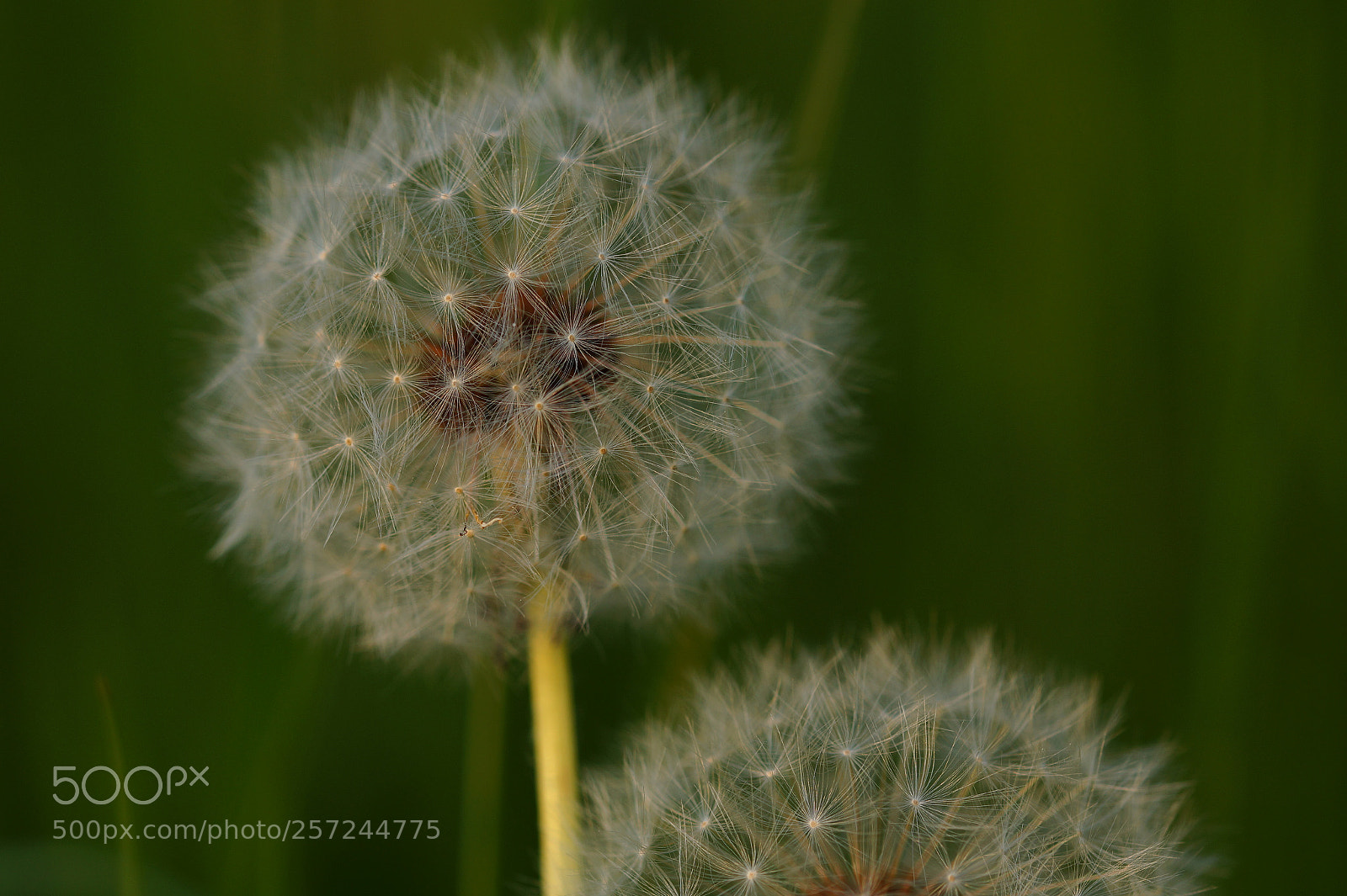 Sony SLT-A58 sample photo. Pusteblume photography