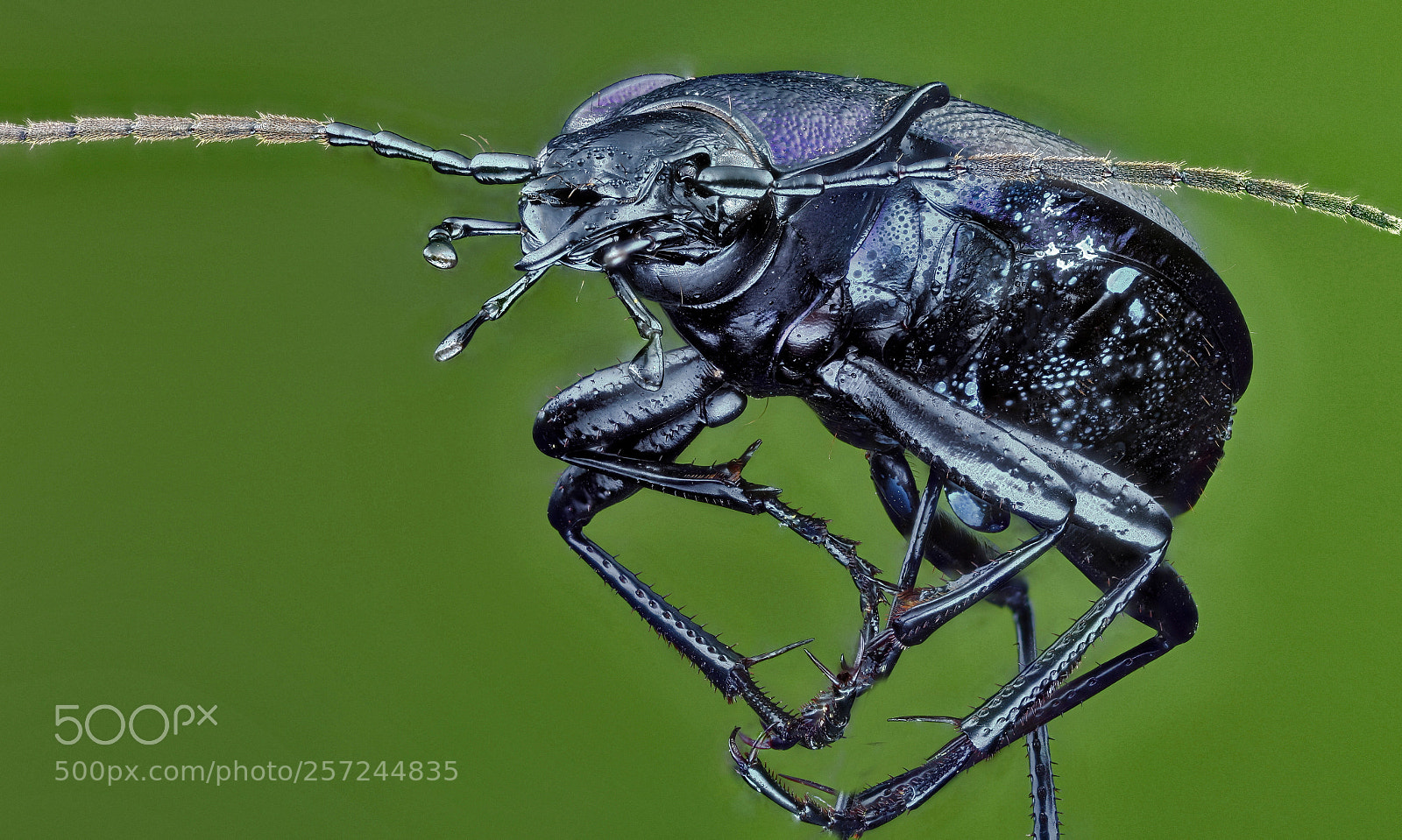 Canon EOS 5D Mark II sample photo. Large ground beetle photography