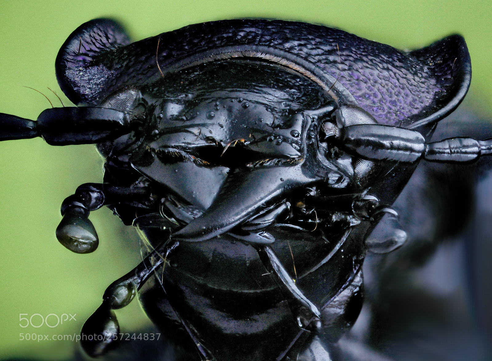 Canon EOS 5D Mark II sample photo. Head of large ground photography