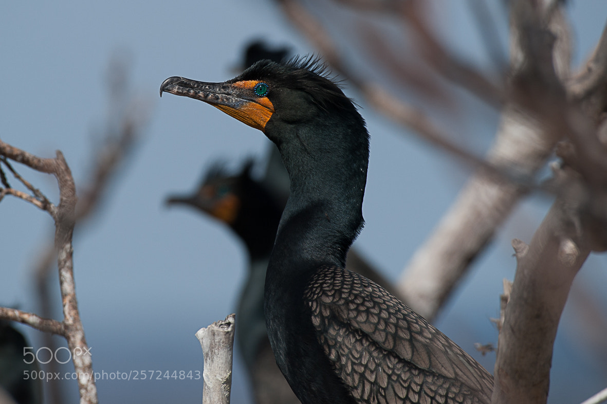Nikon D700 sample photo. Cormorant photography