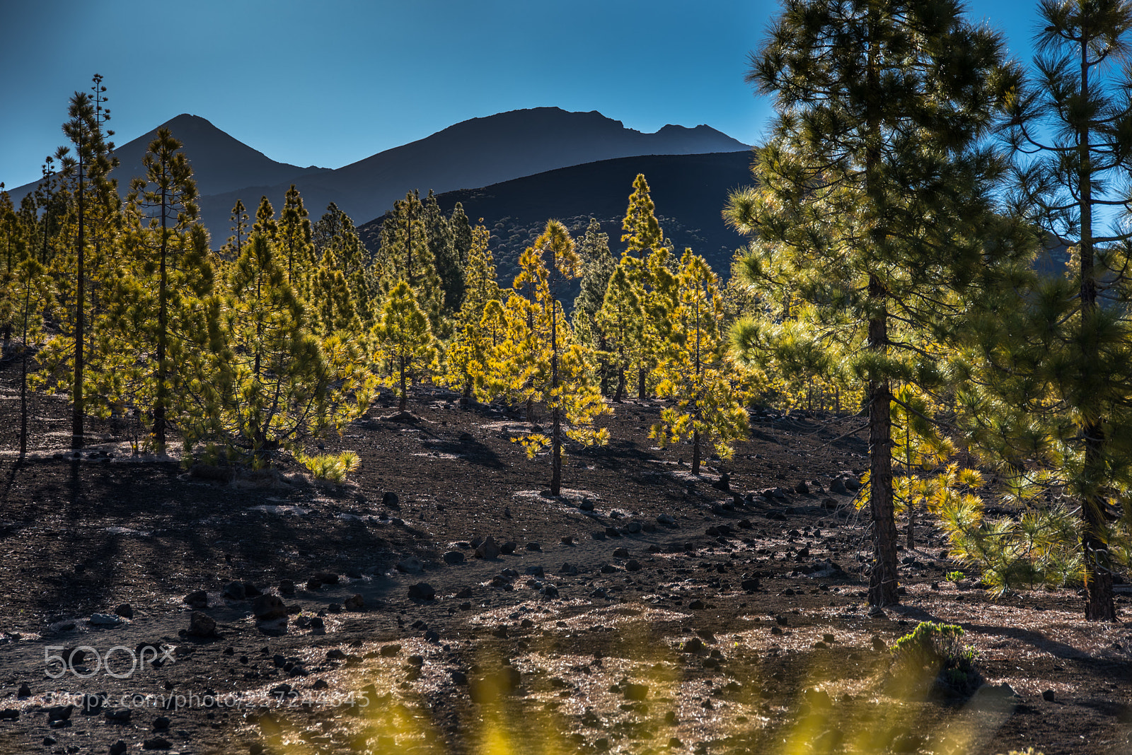 Nikon D750 sample photo. Teide national park photography