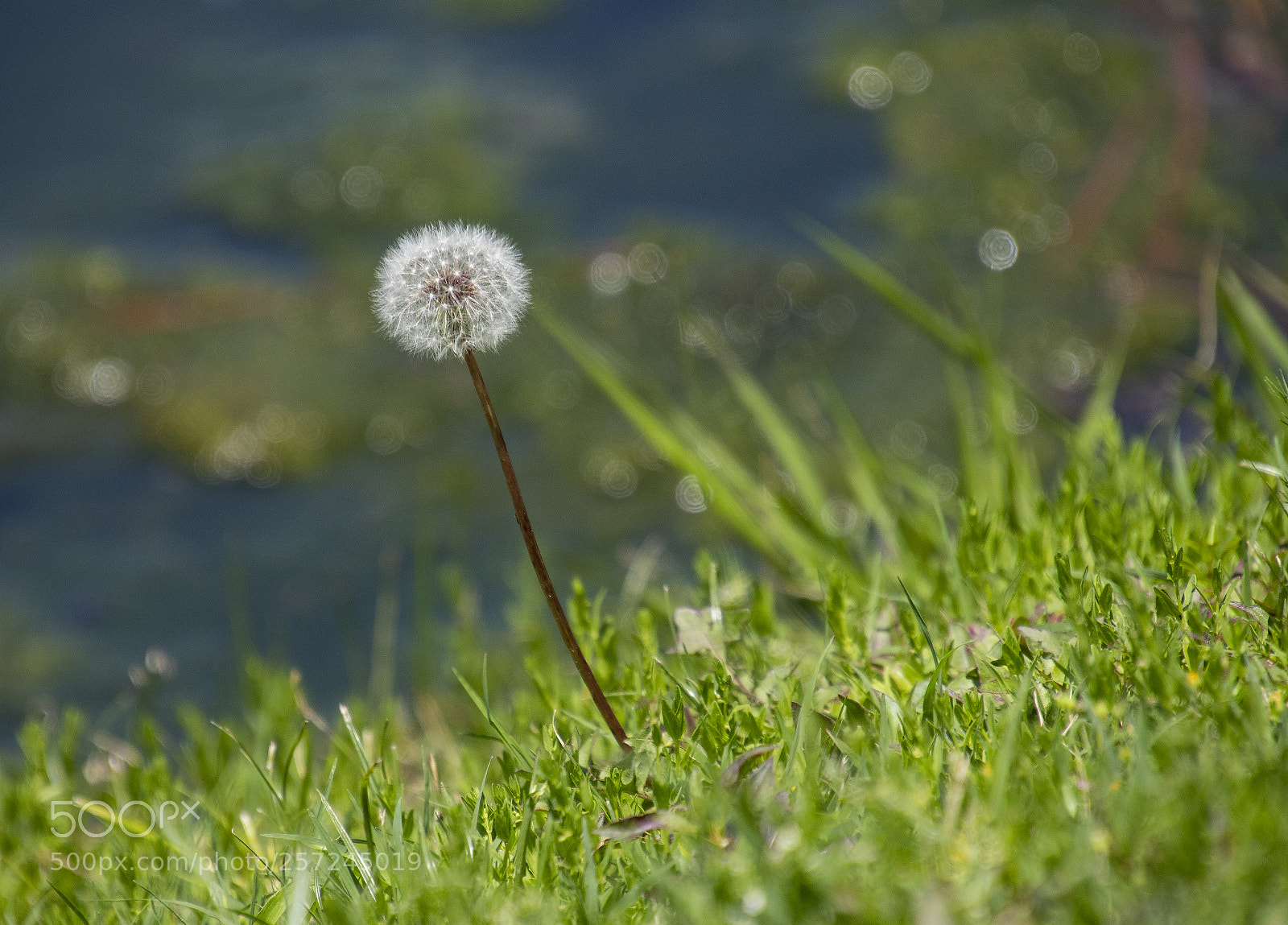Canon EOS 77D (EOS 9000D / EOS 770D) sample photo. Alone photography