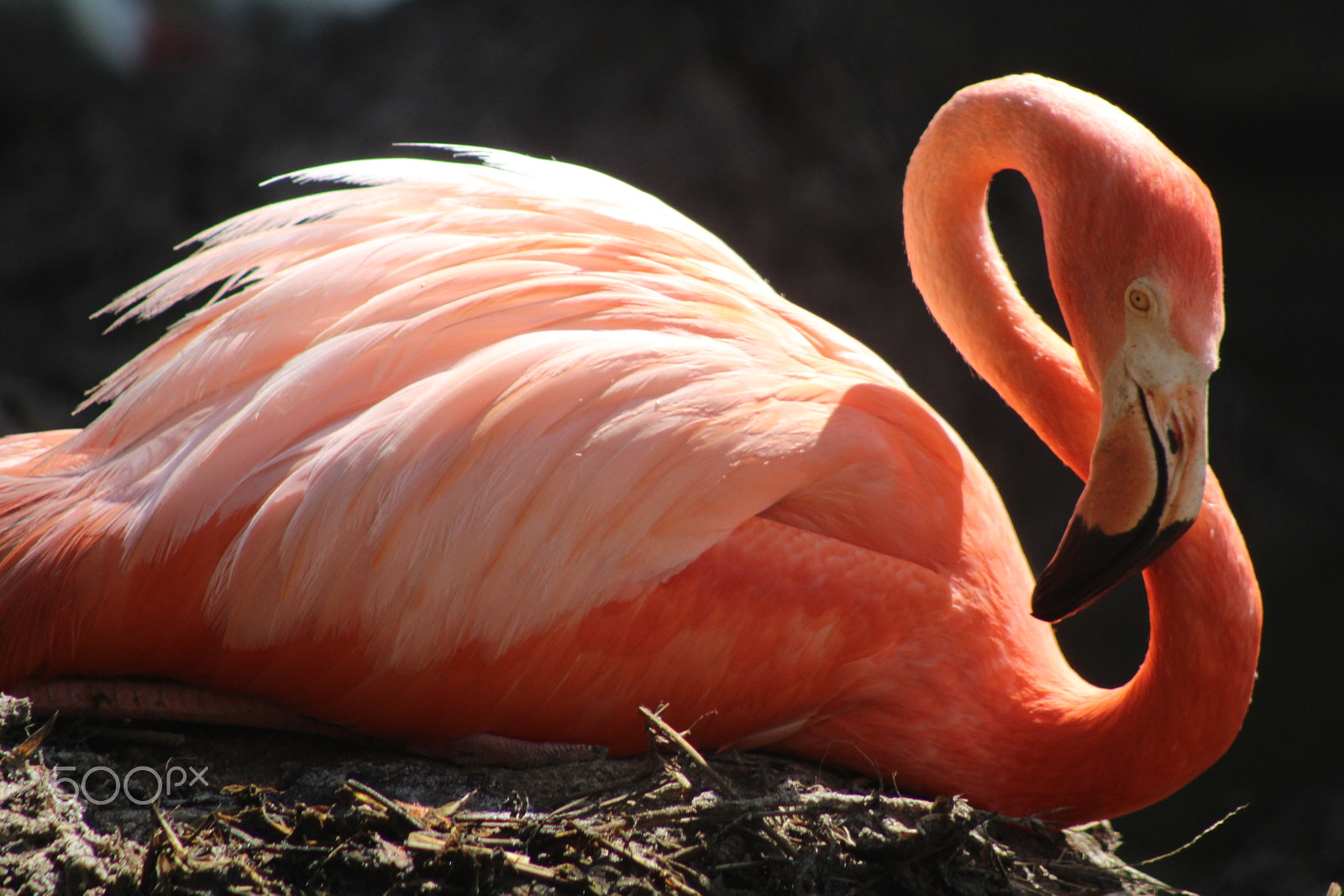 Canon EOS 100D (EOS Rebel SL1 / EOS Kiss X7) sample photo. Flamingo nesting time photography