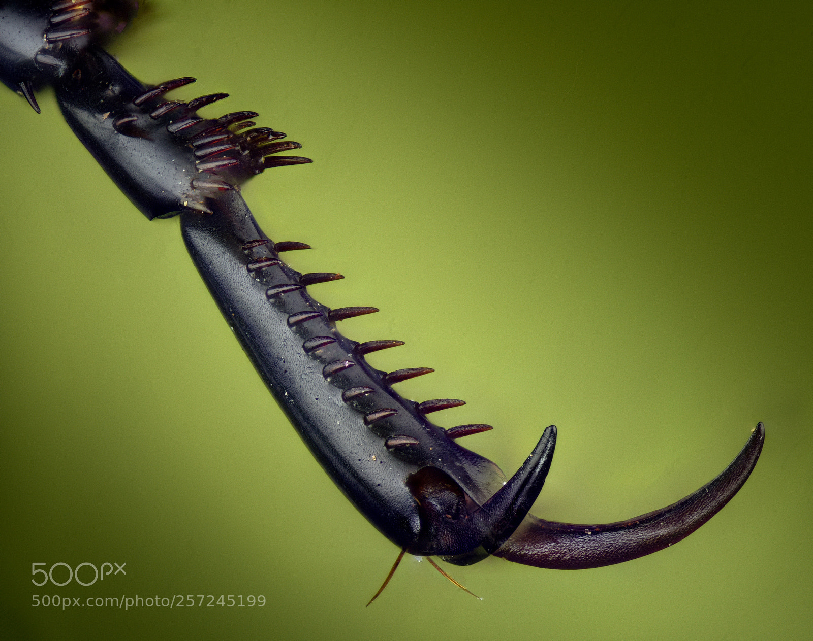 Nikon D810 sample photo. Claw of large ground photography