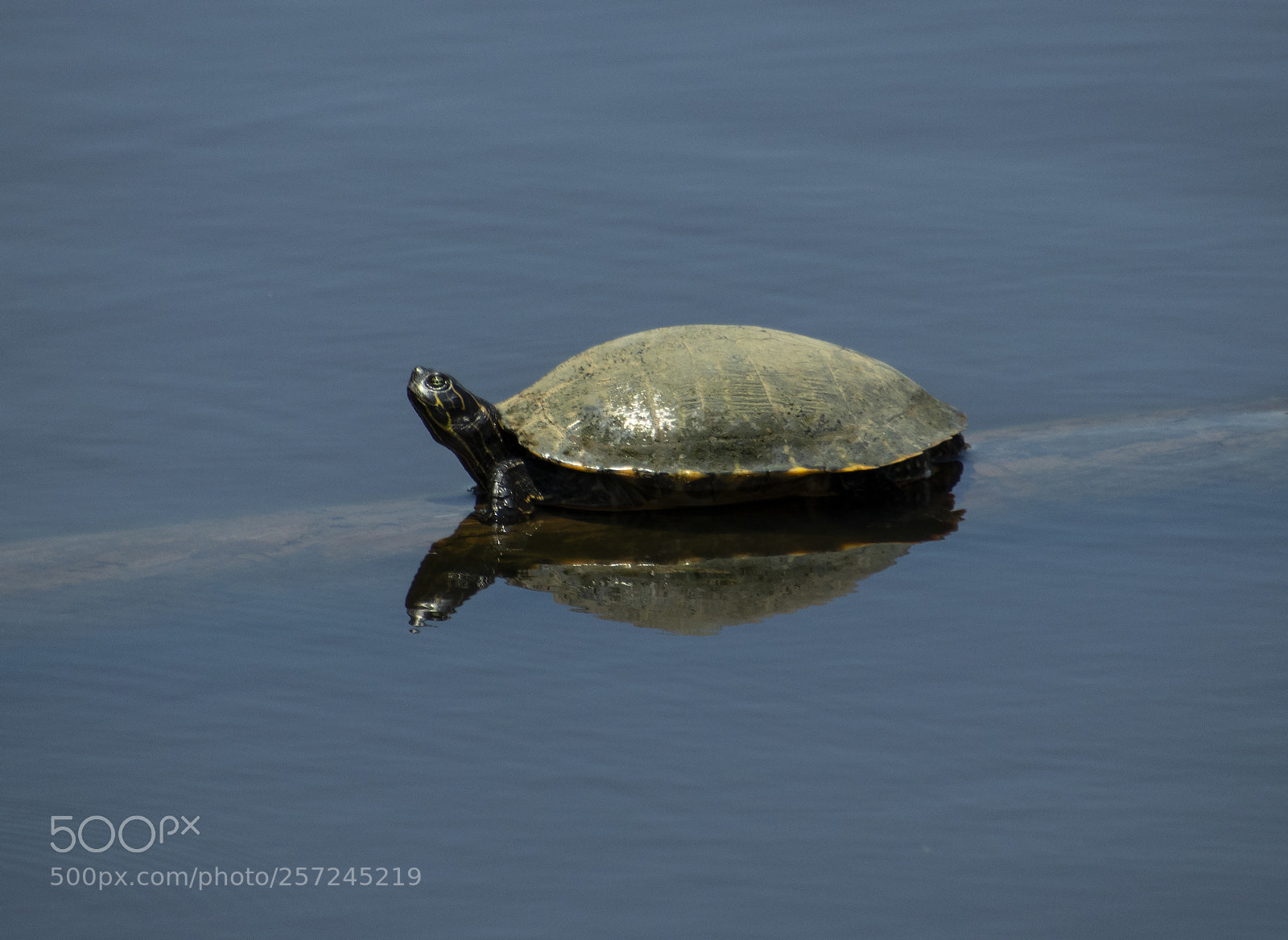 Canon EOS 77D (EOS 9000D / EOS 770D) sample photo. Sunning photography