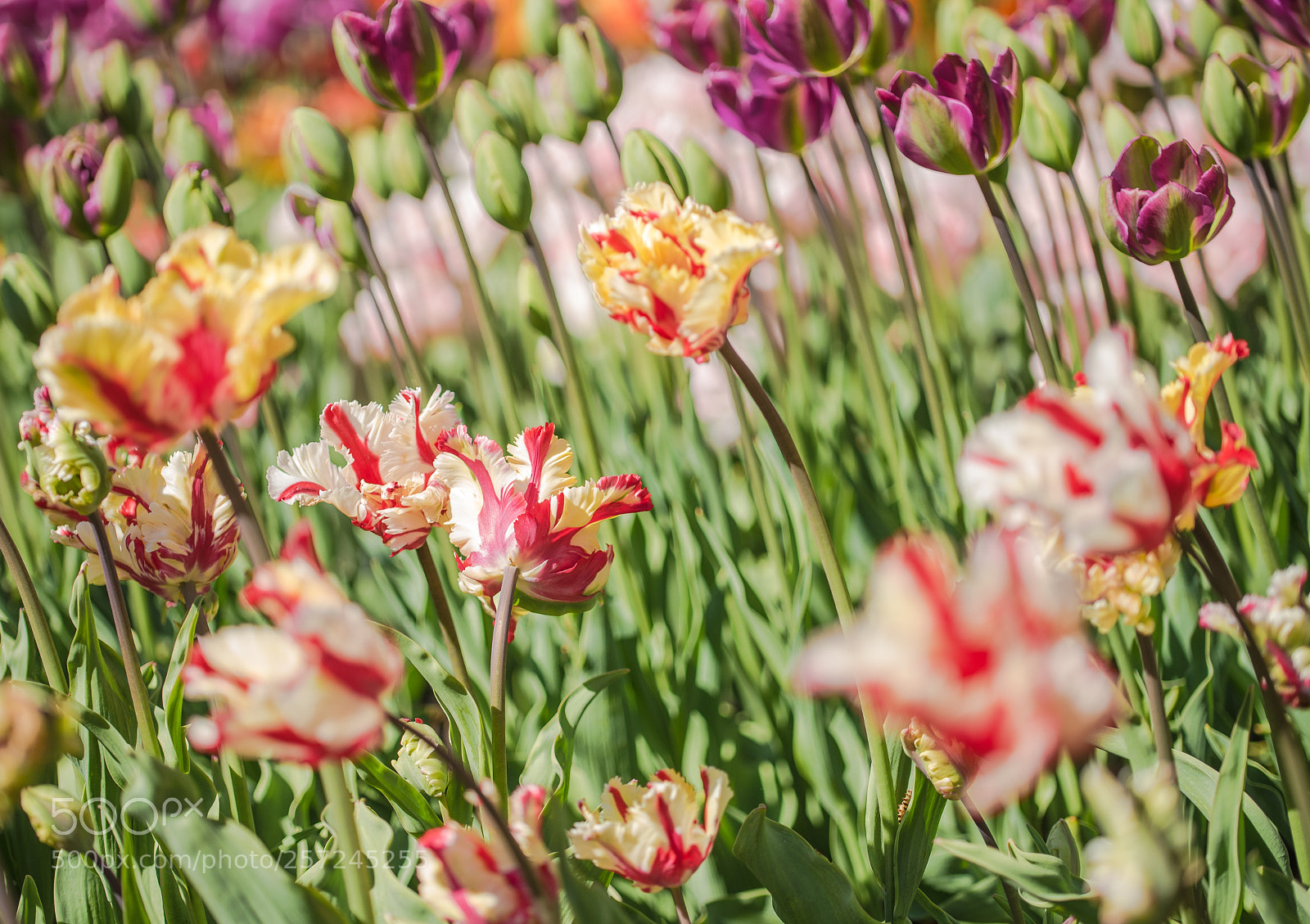 Nikon D750 sample photo. Colours of nature photography