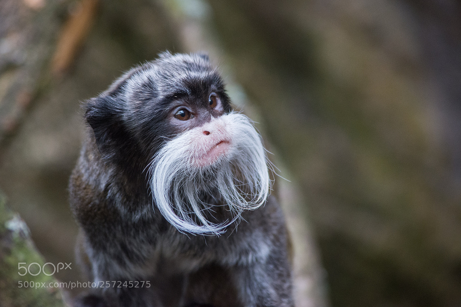 Nikon D7200 sample photo. Emperor tamarin photography
