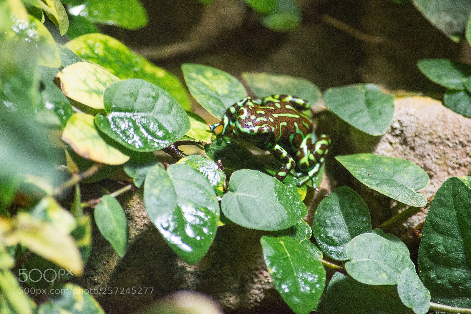 Nikon D7200 sample photo. Rainforest frog photography