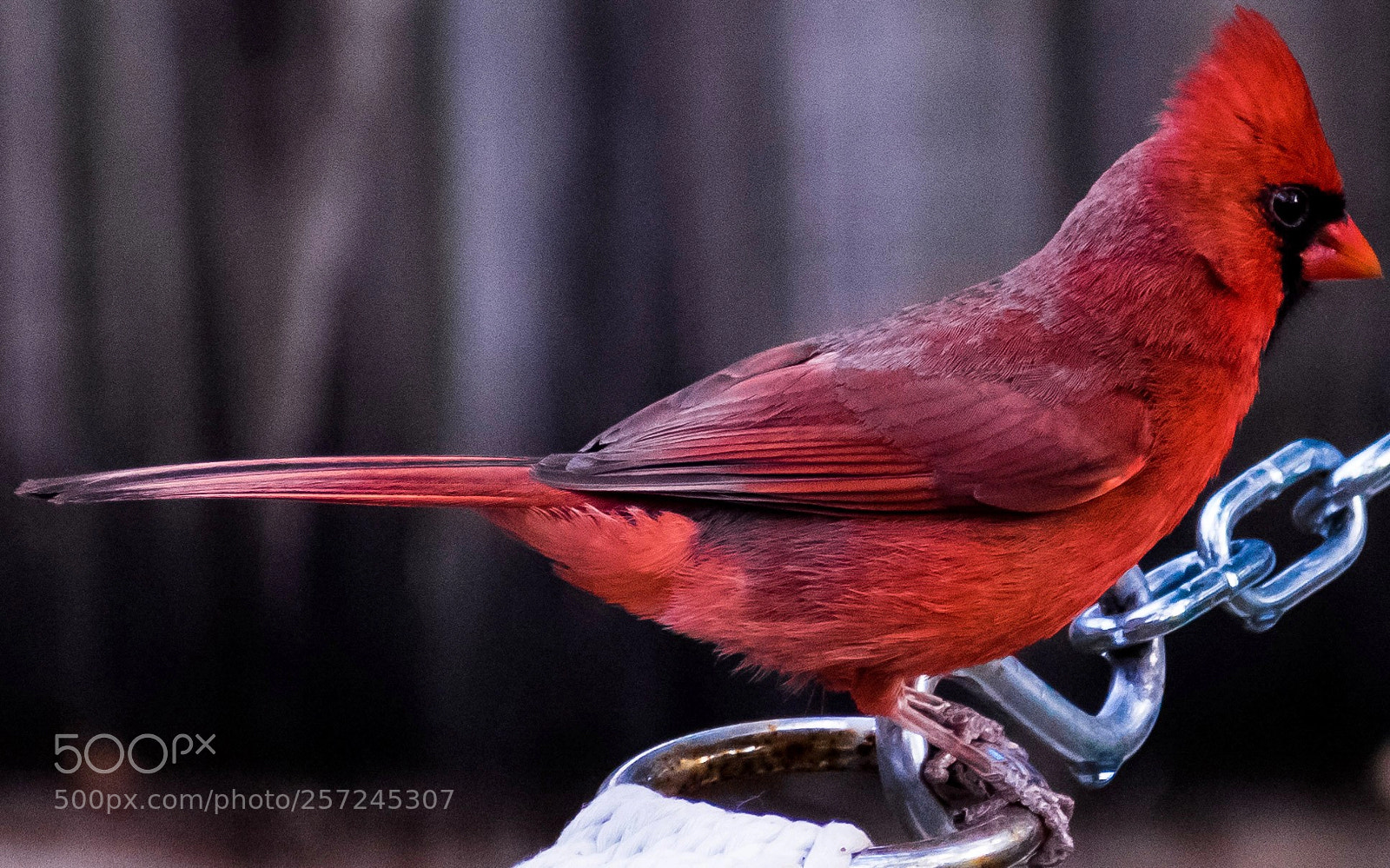 Nikon D5500 sample photo. Cardinal photography