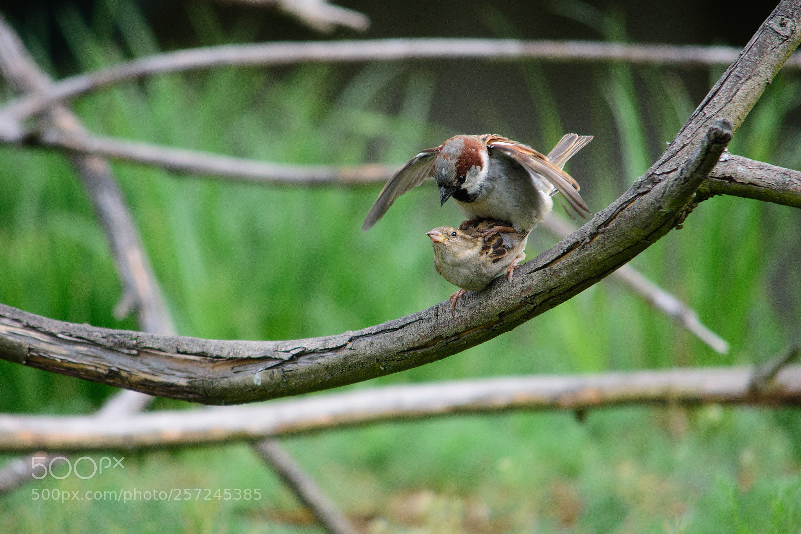 Nikon D7200 sample photo. Sparrow love photography