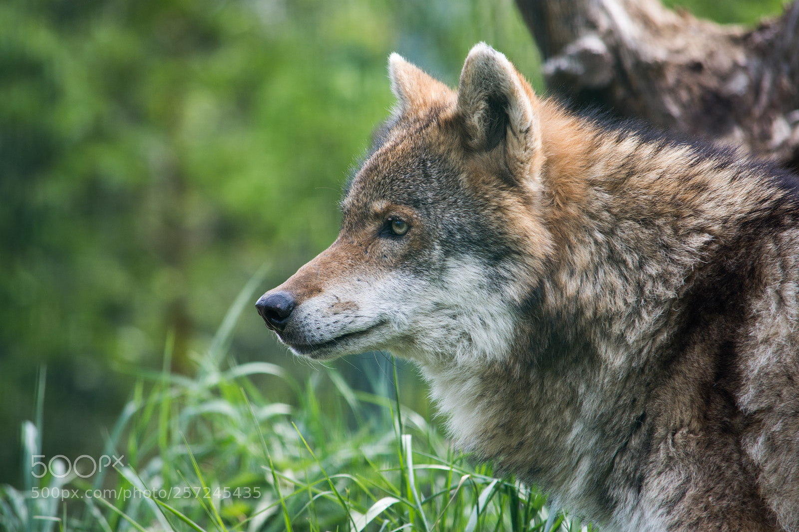 Nikon D7200 sample photo. Wolf photography