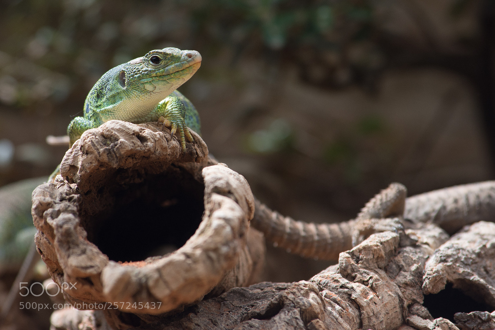 Nikon D7200 sample photo. Lizard photography