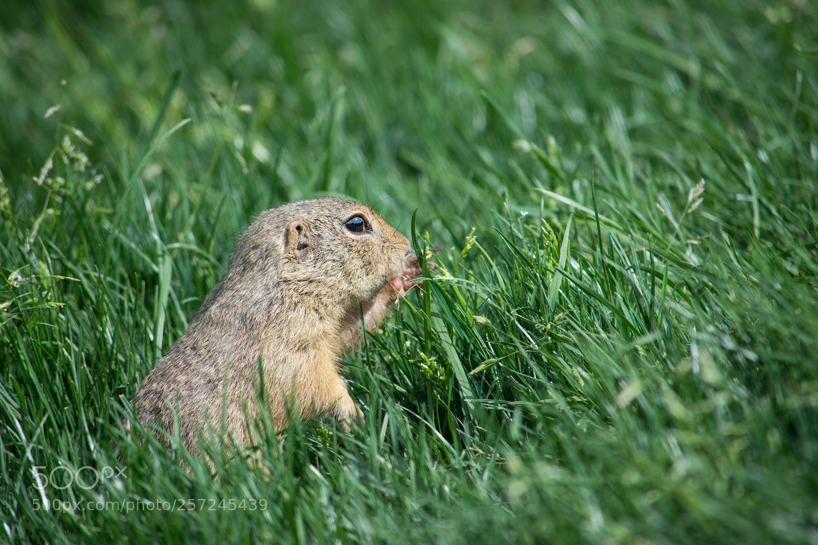 Nikon D7200 sample photo. Black-tailed prairie dog photography