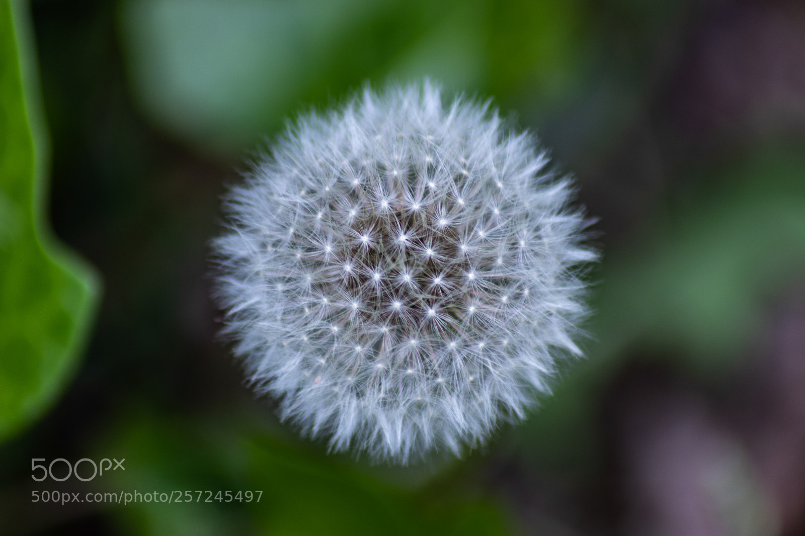 Canon EOS 77D (EOS 9000D / EOS 770D) sample photo. Untitled photography