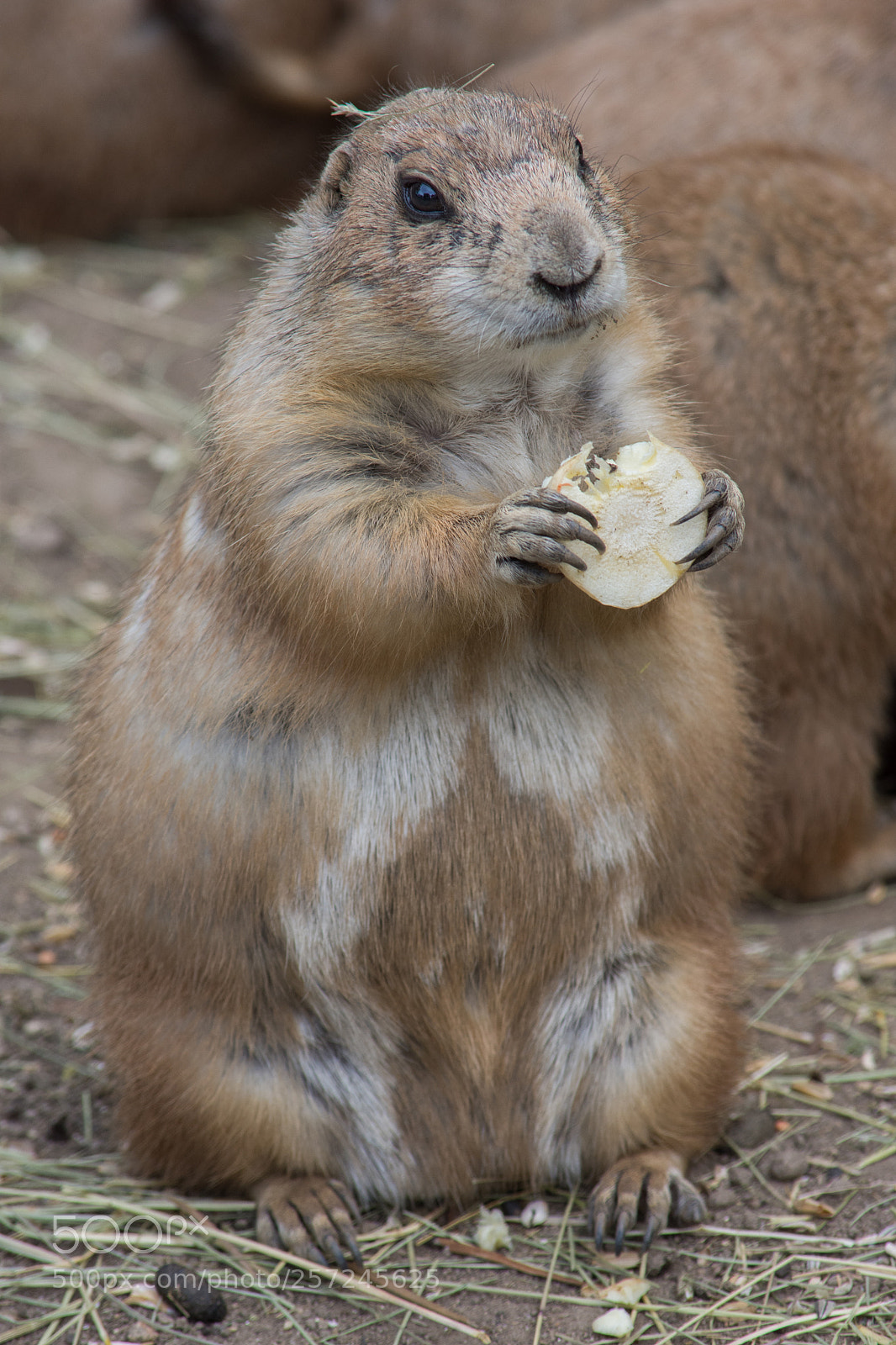 Nikon D7200 sample photo. Prairie dog photography